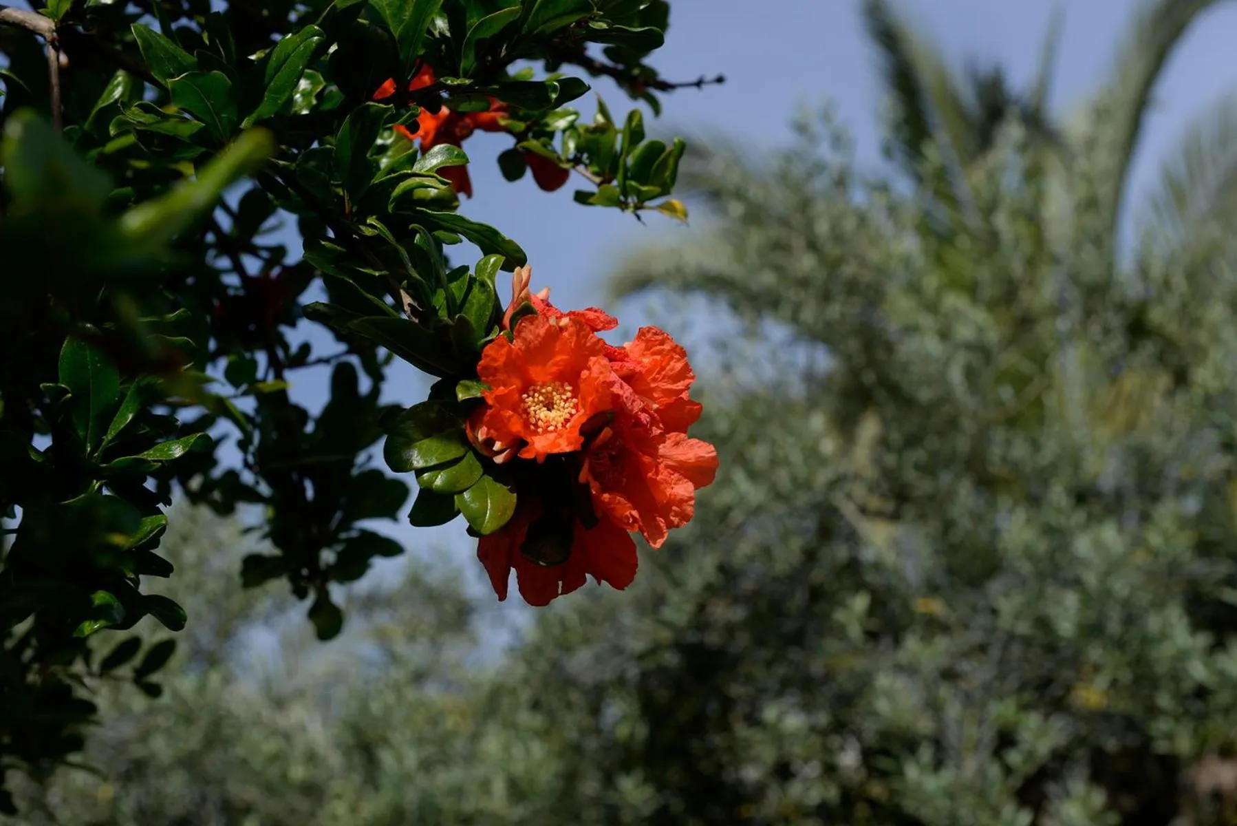 Garden in Villa Galati Resort