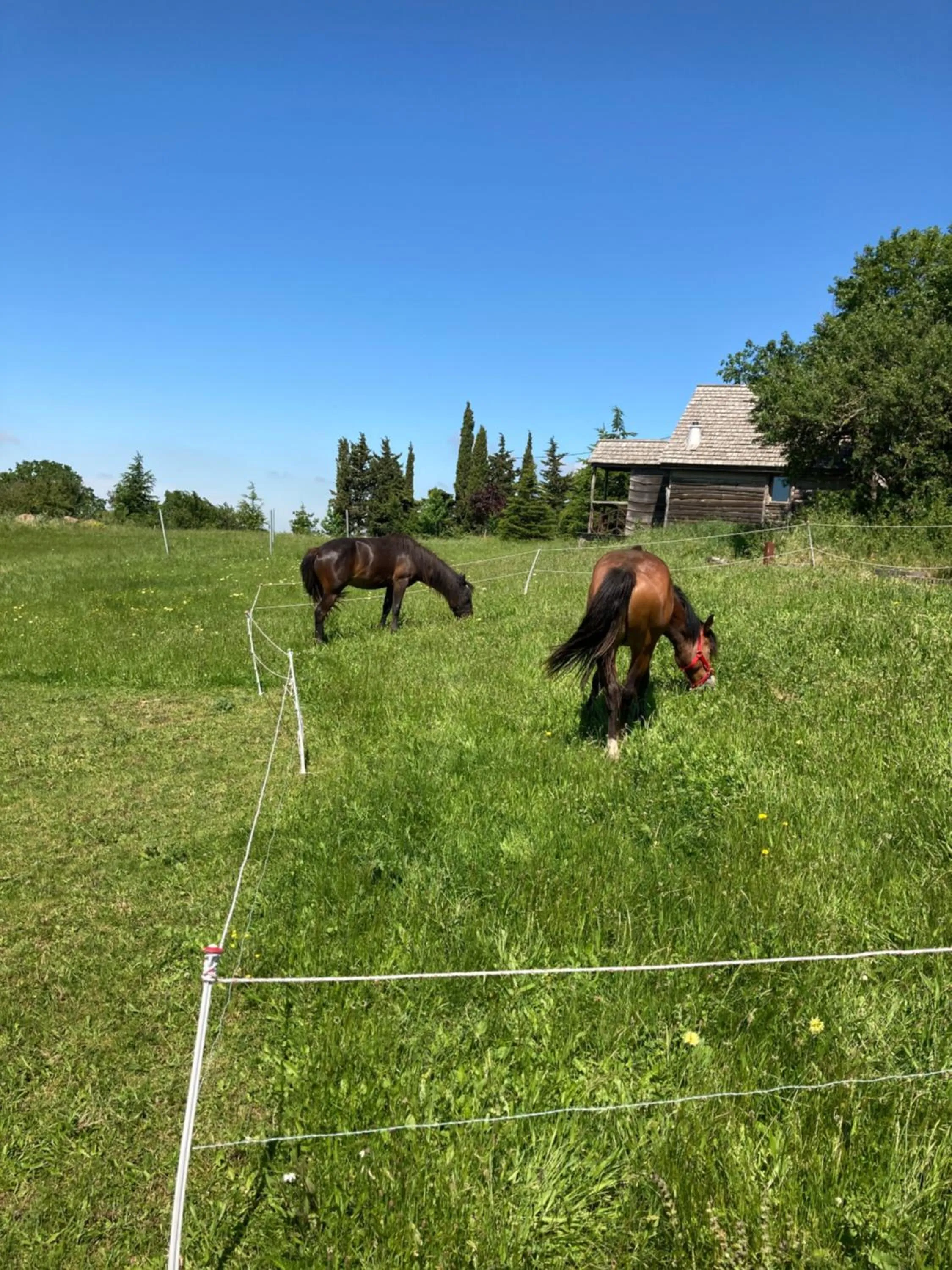Animals in Domaine de Campras B&B