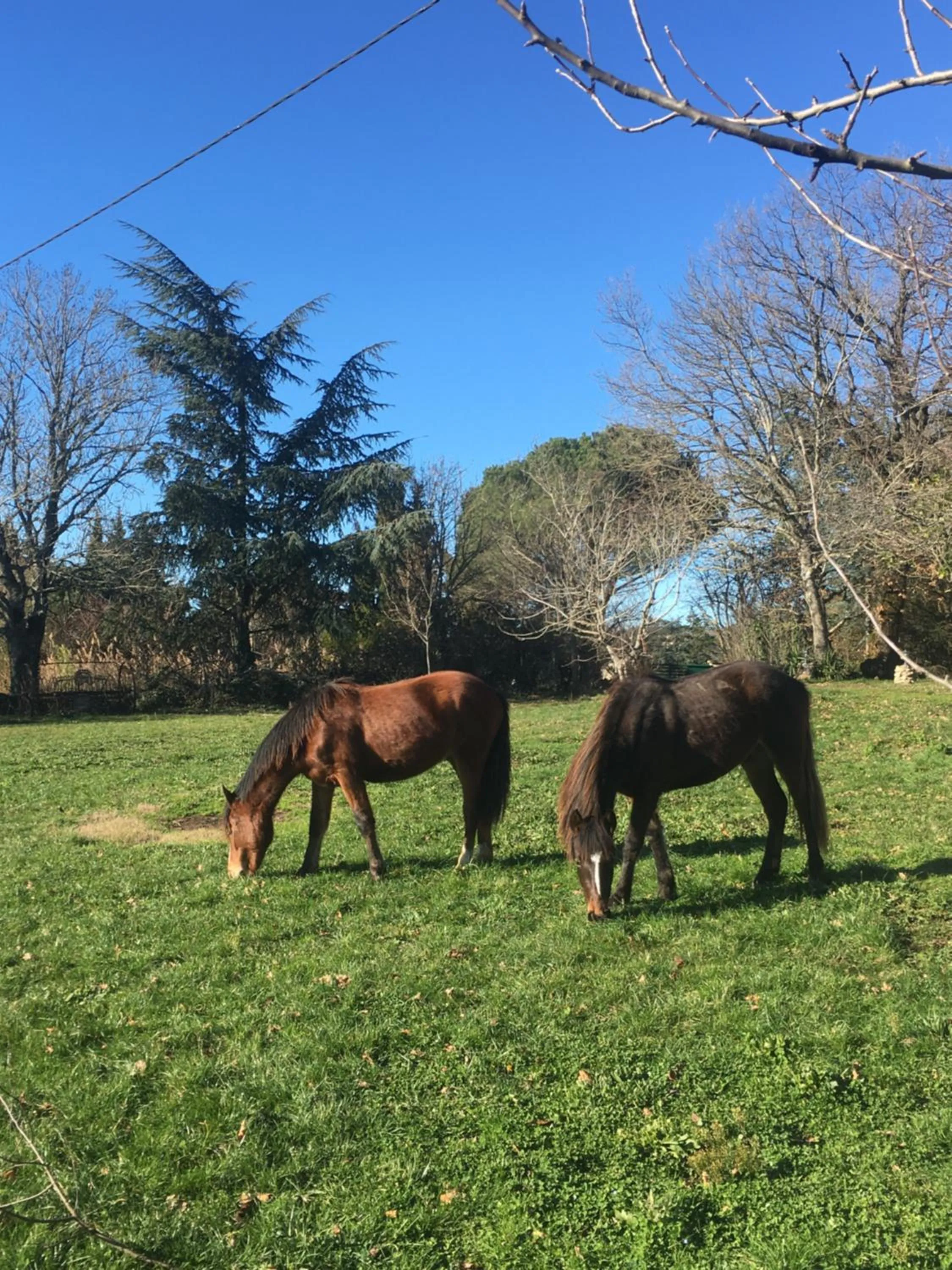 Animals in Domaine de Campras B&B