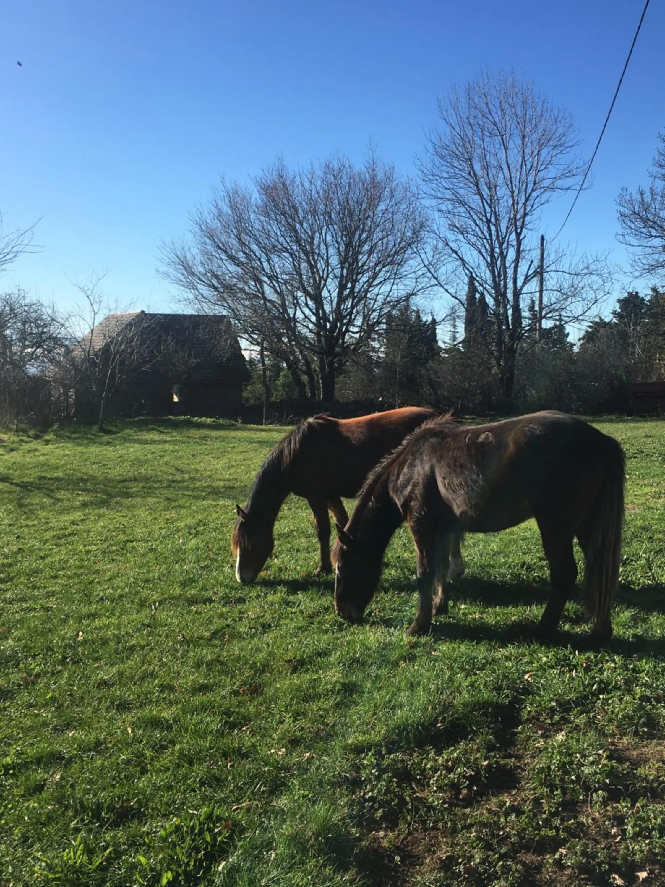 Garden in Domaine de Campras B&B
