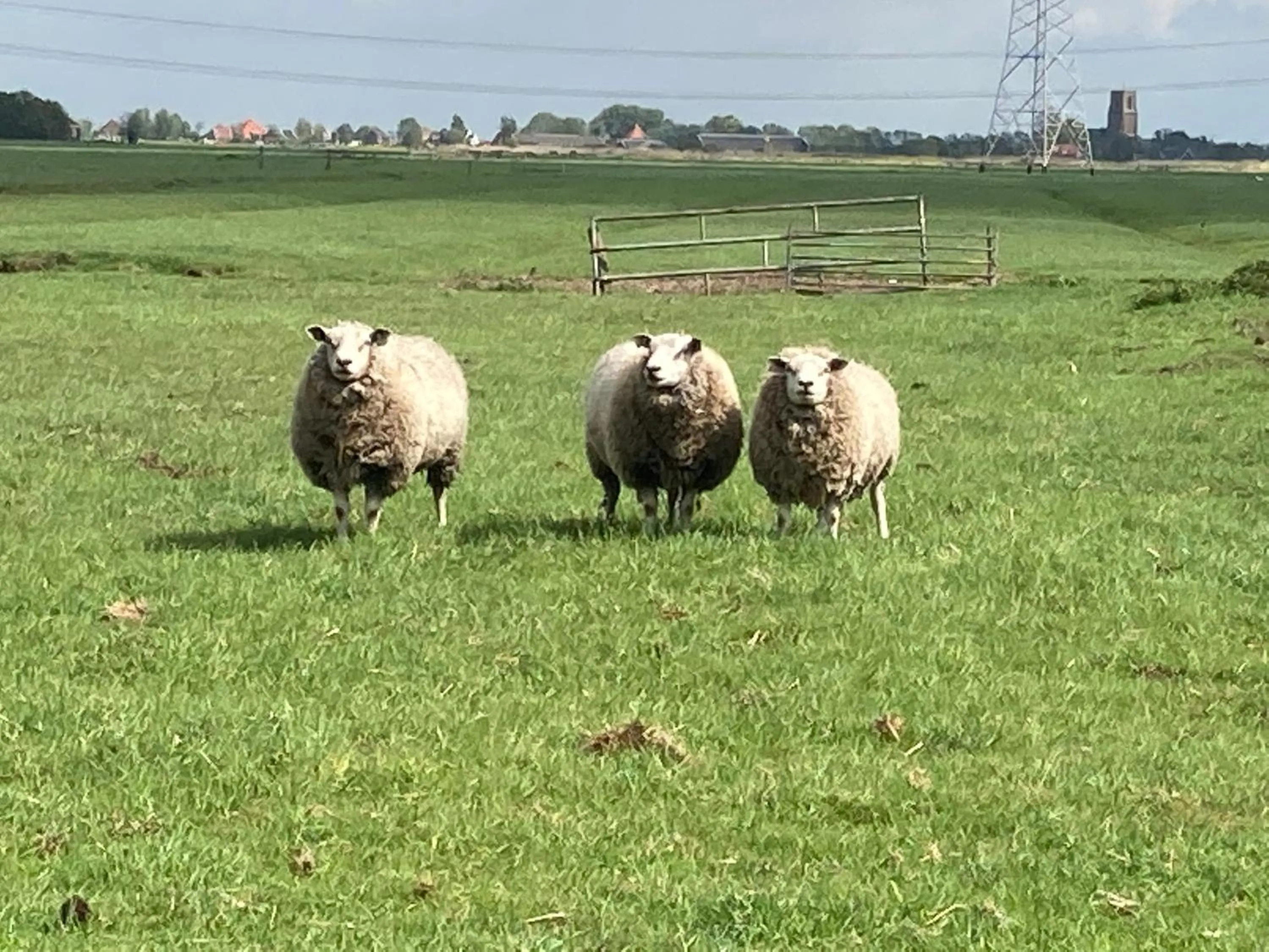 Animals in B&B Zunderdorp