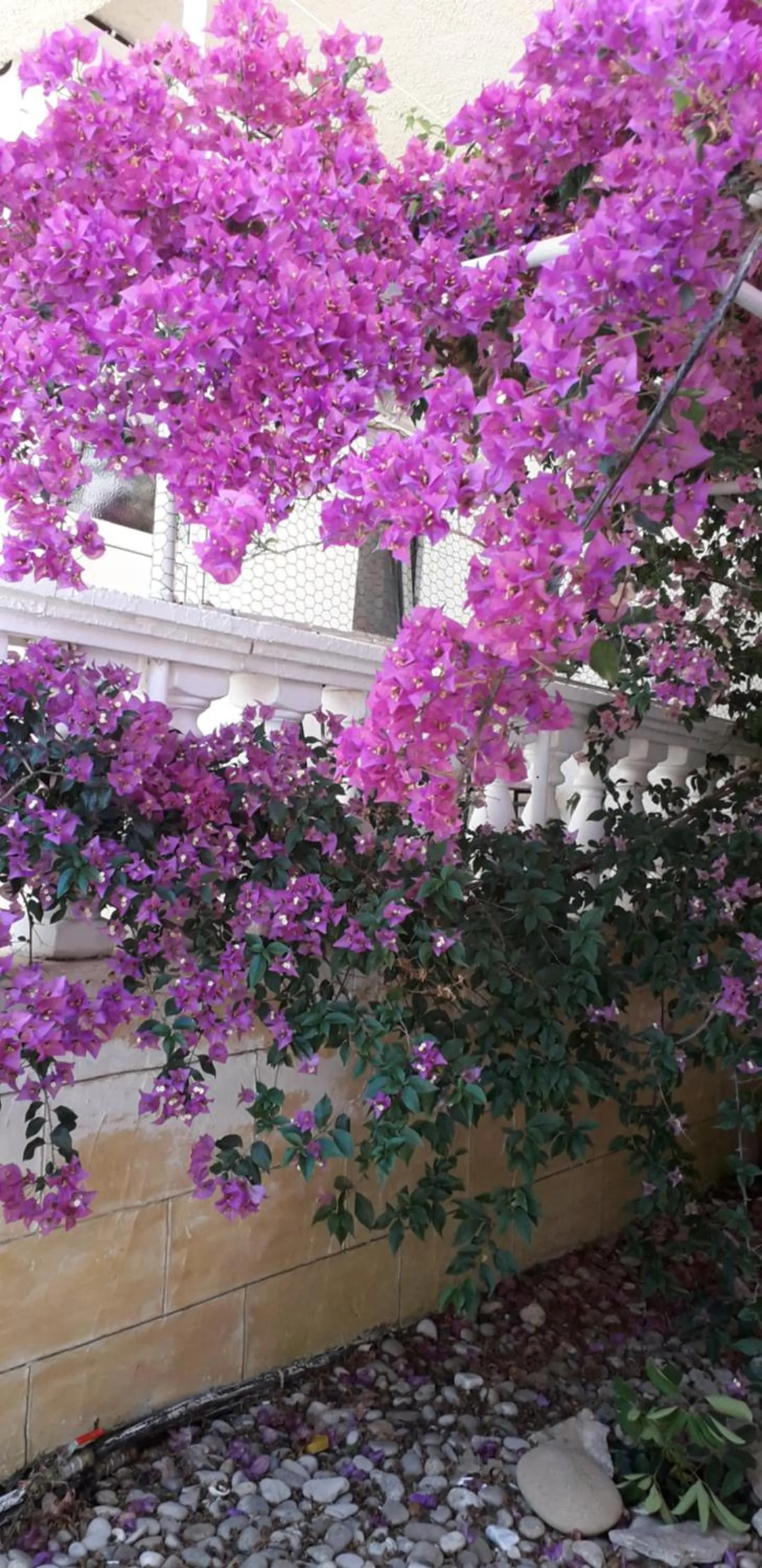 Property building in Pension Nychterida