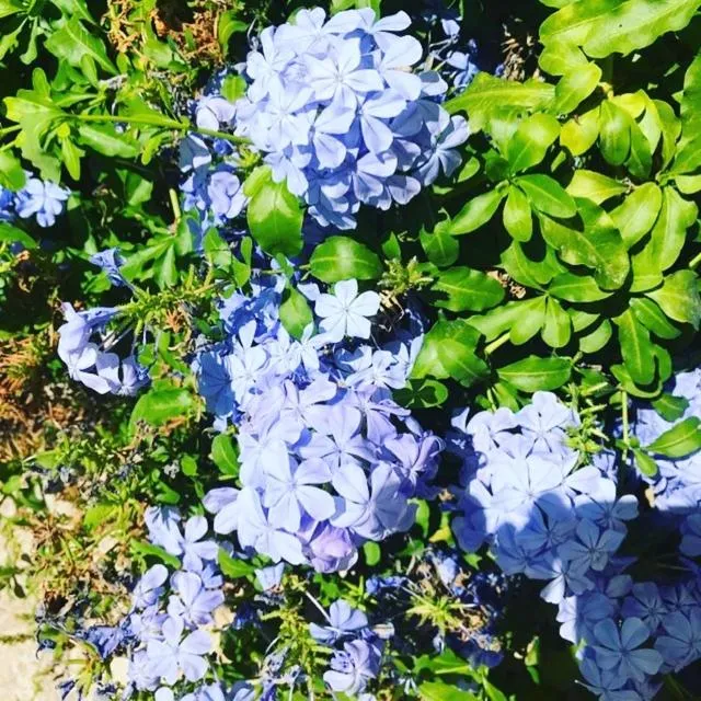 Decorative detail in Couleurs De Camargue
