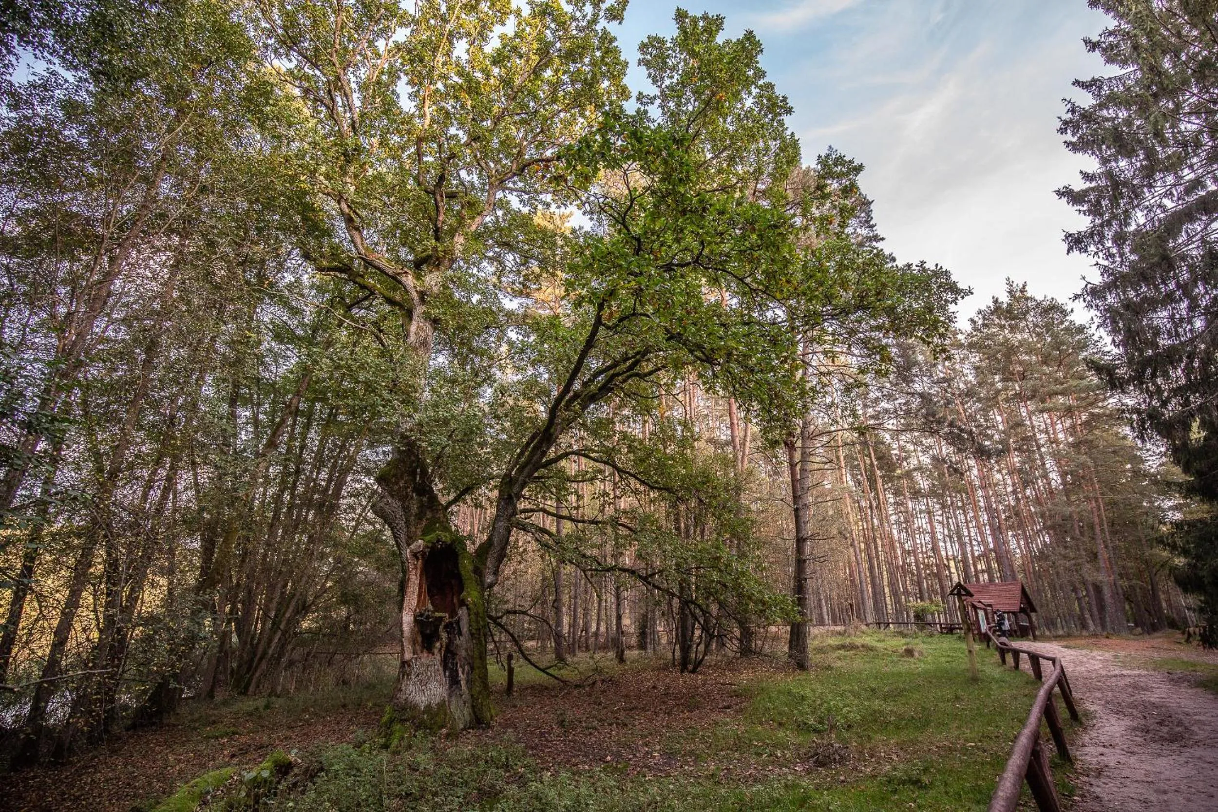 Natural landscape in OTTON-Charzykowy Bed&Restaurant