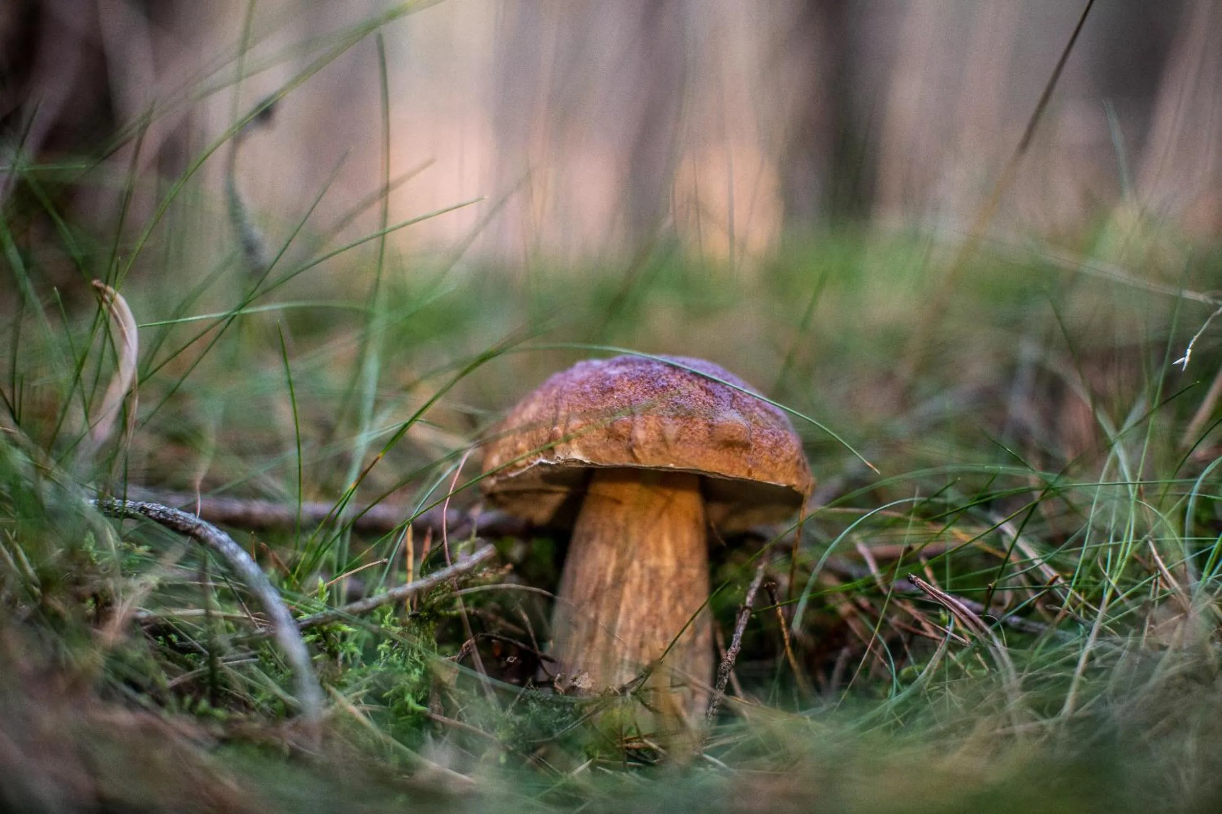 Natural landscape in OTTON-Charzykowy Bed&Restaurant