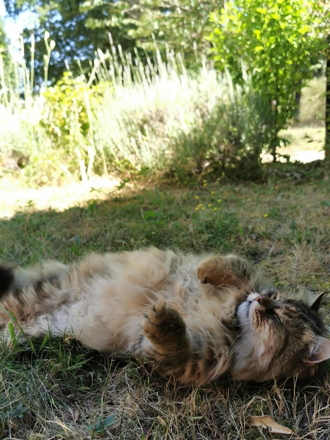 Animals in Quatre Chats sous un Pin