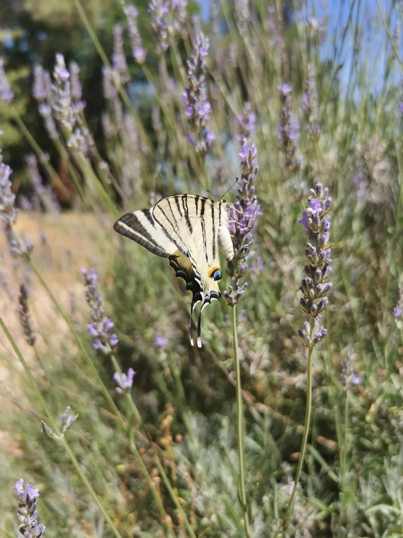Garden in Quatre Chats sous un Pin