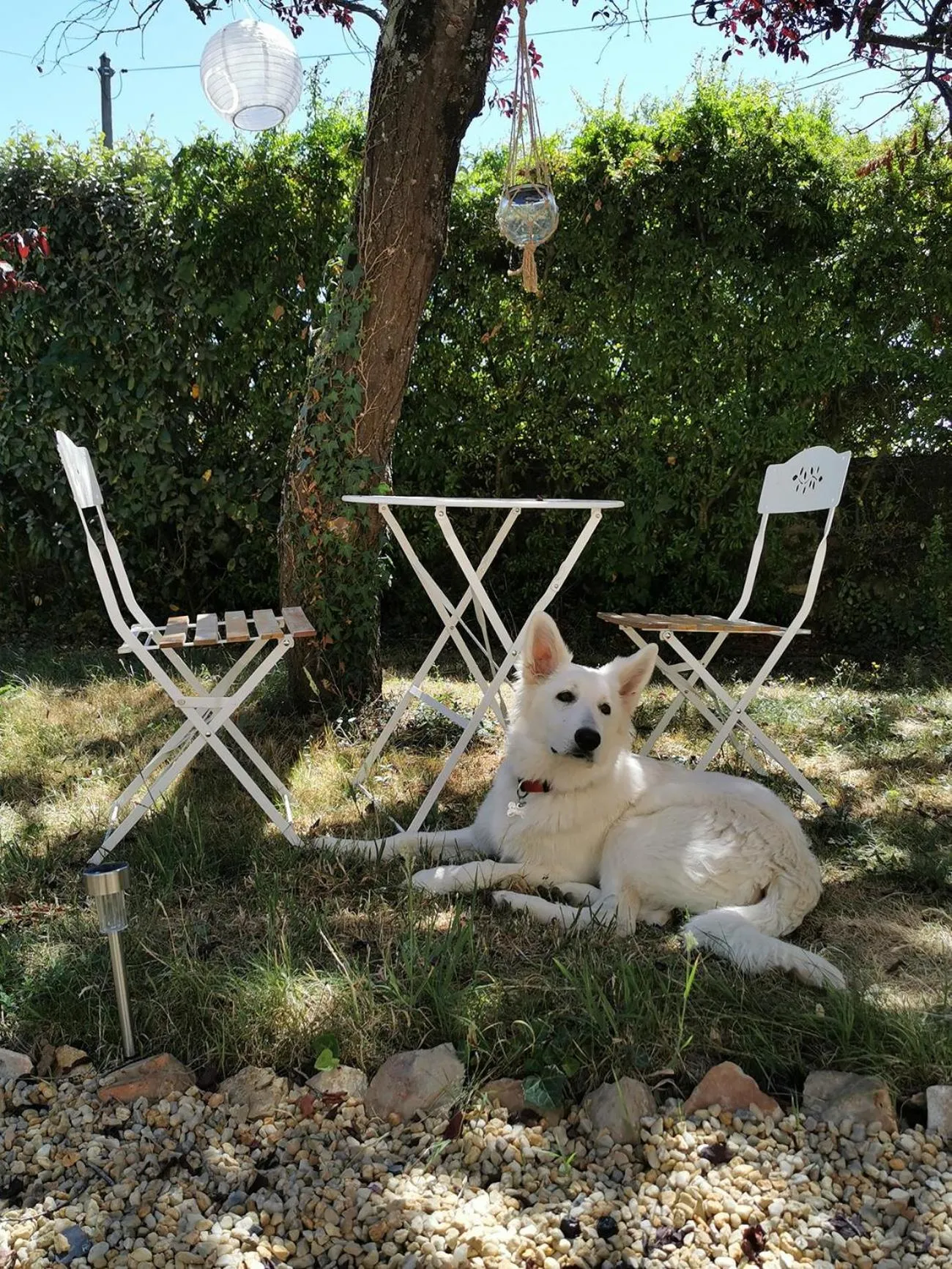 Animals in Quatre Chats sous un Pin