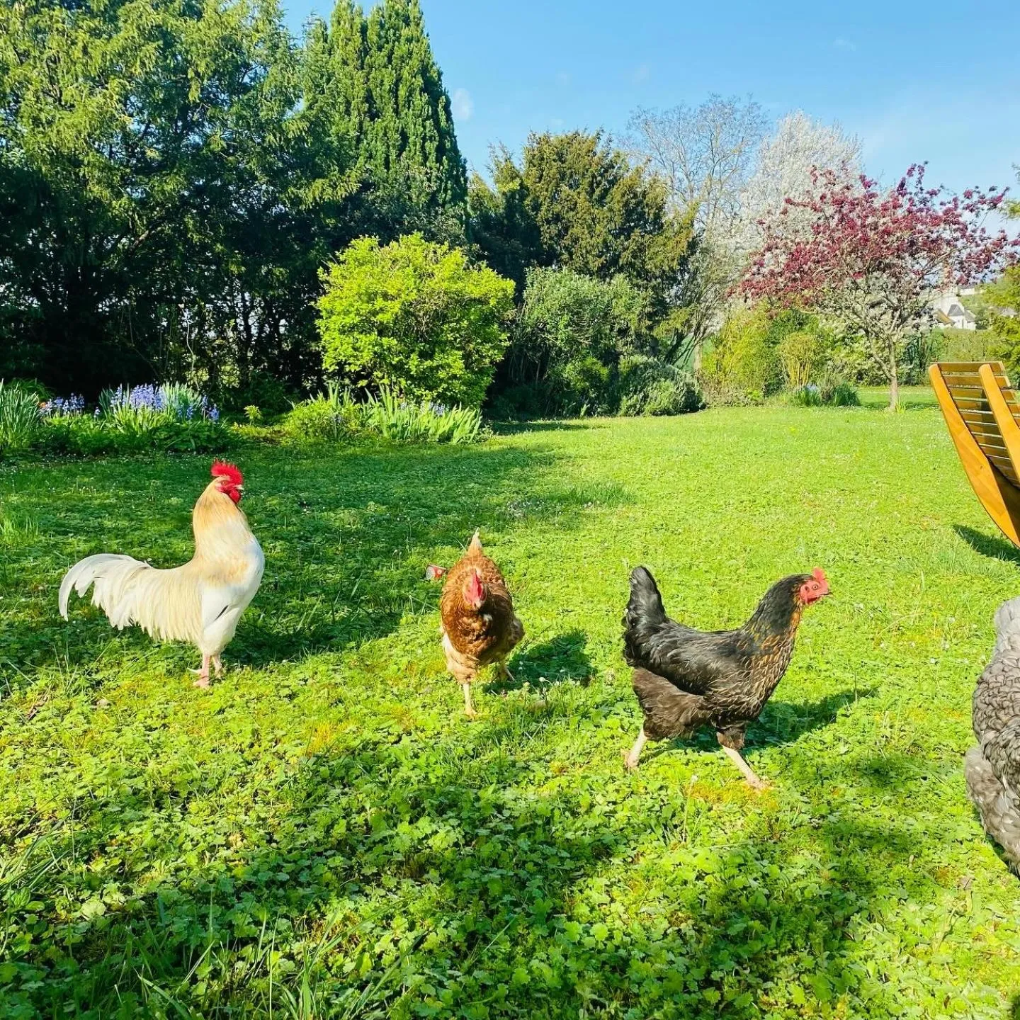 L'écrin de verdure GITE VERVEINE