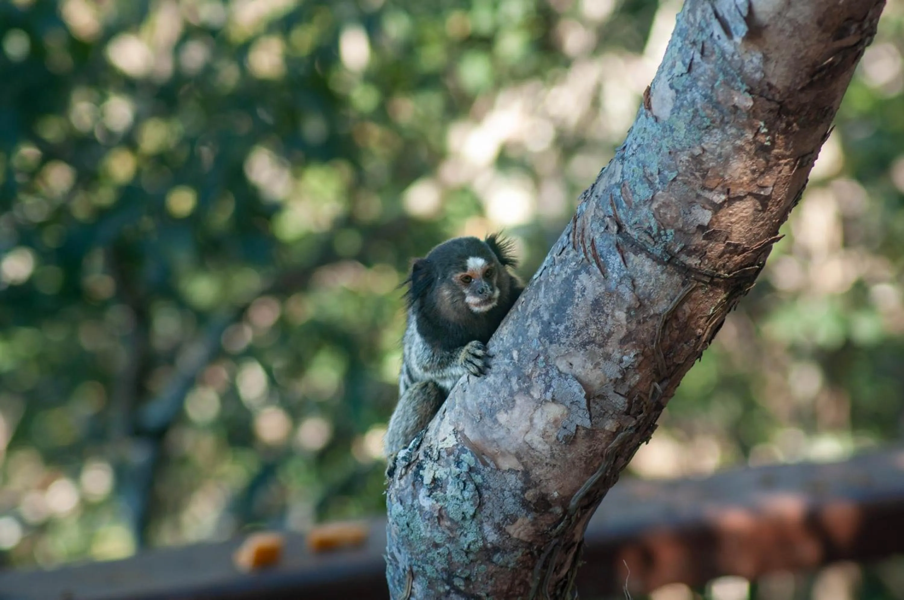 Animals in Hotel Cave do Sol
