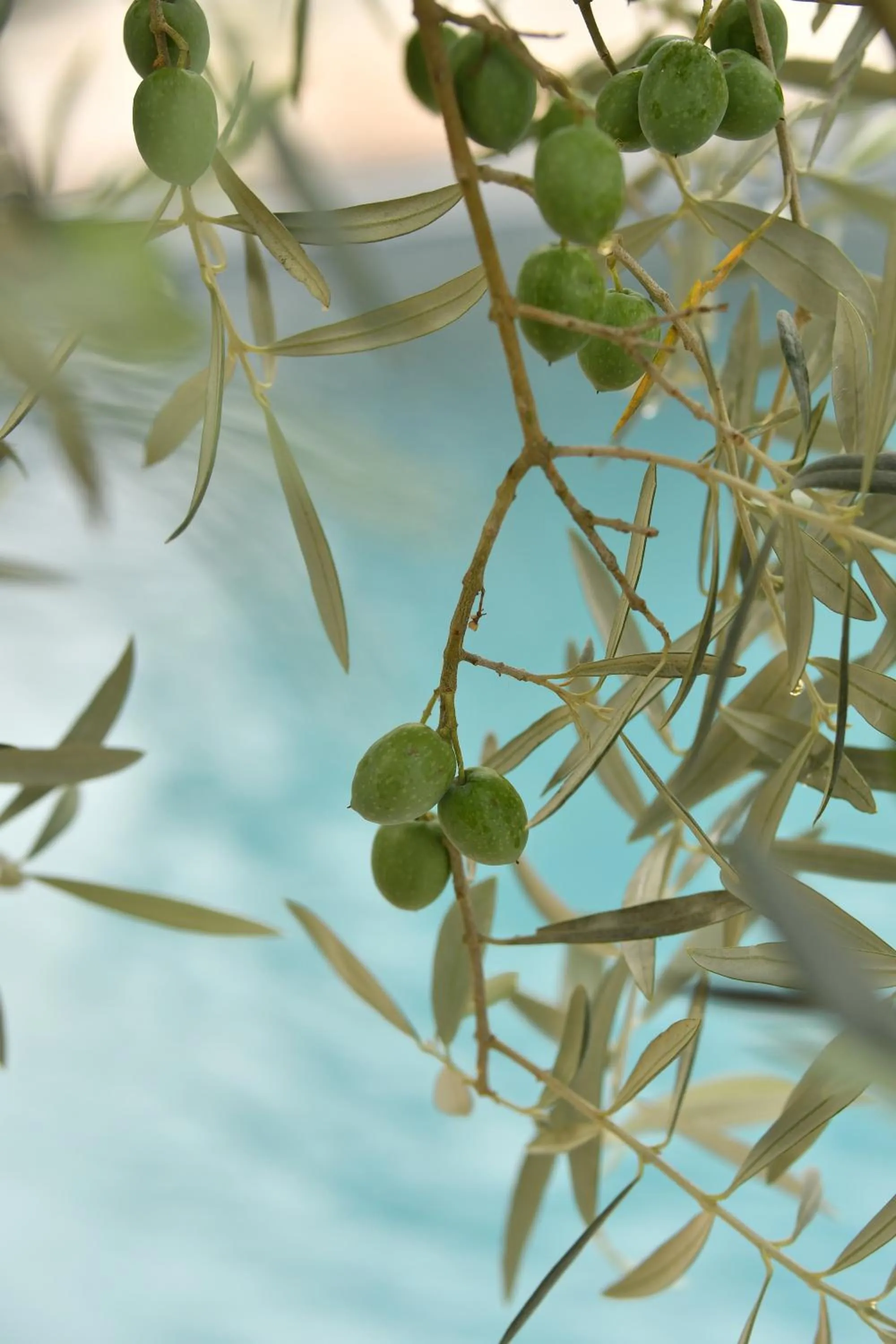 Swimming pool in Ô gré des sens