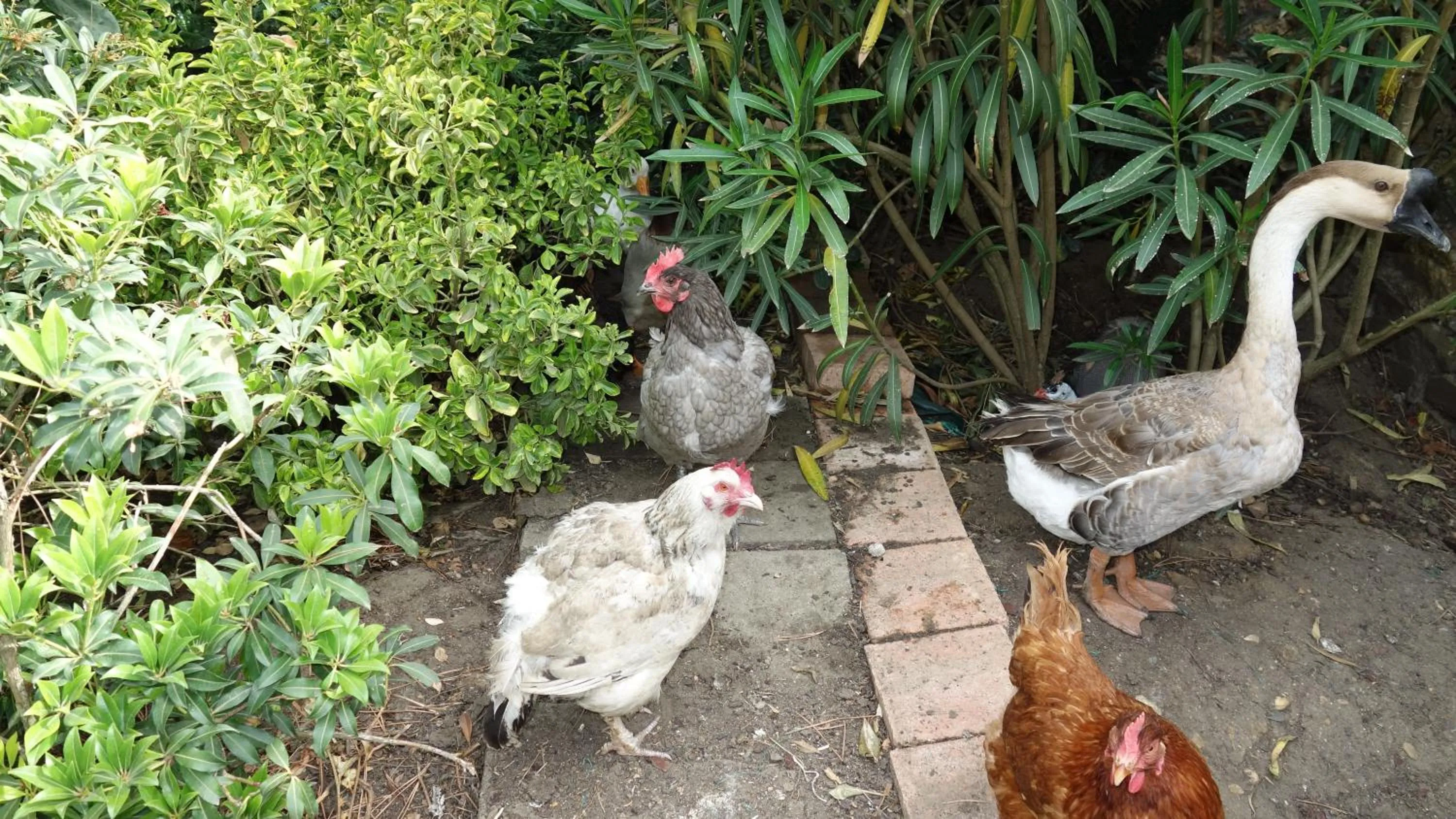 Animals in Hostelry Music Repetition