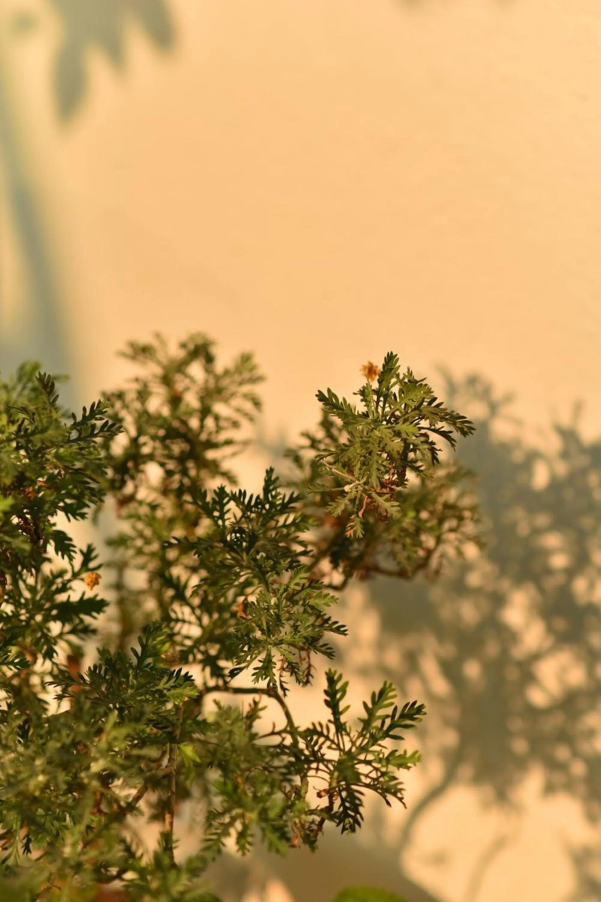 Natural landscape in Window Homestay