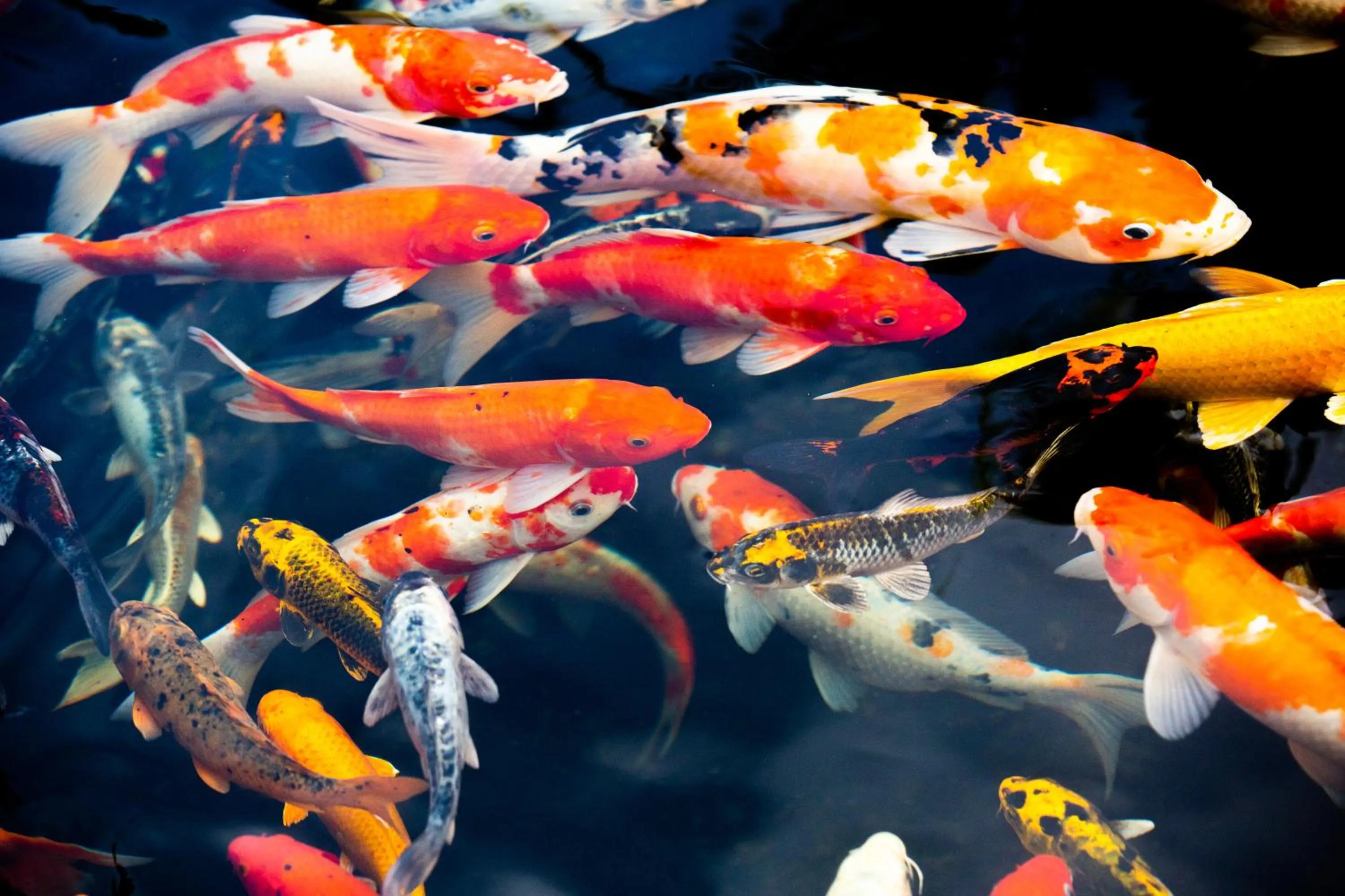 Animals in Window Homestay