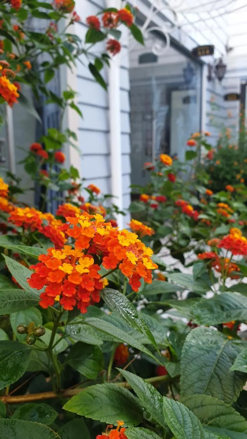 Garden view in Window Homestay