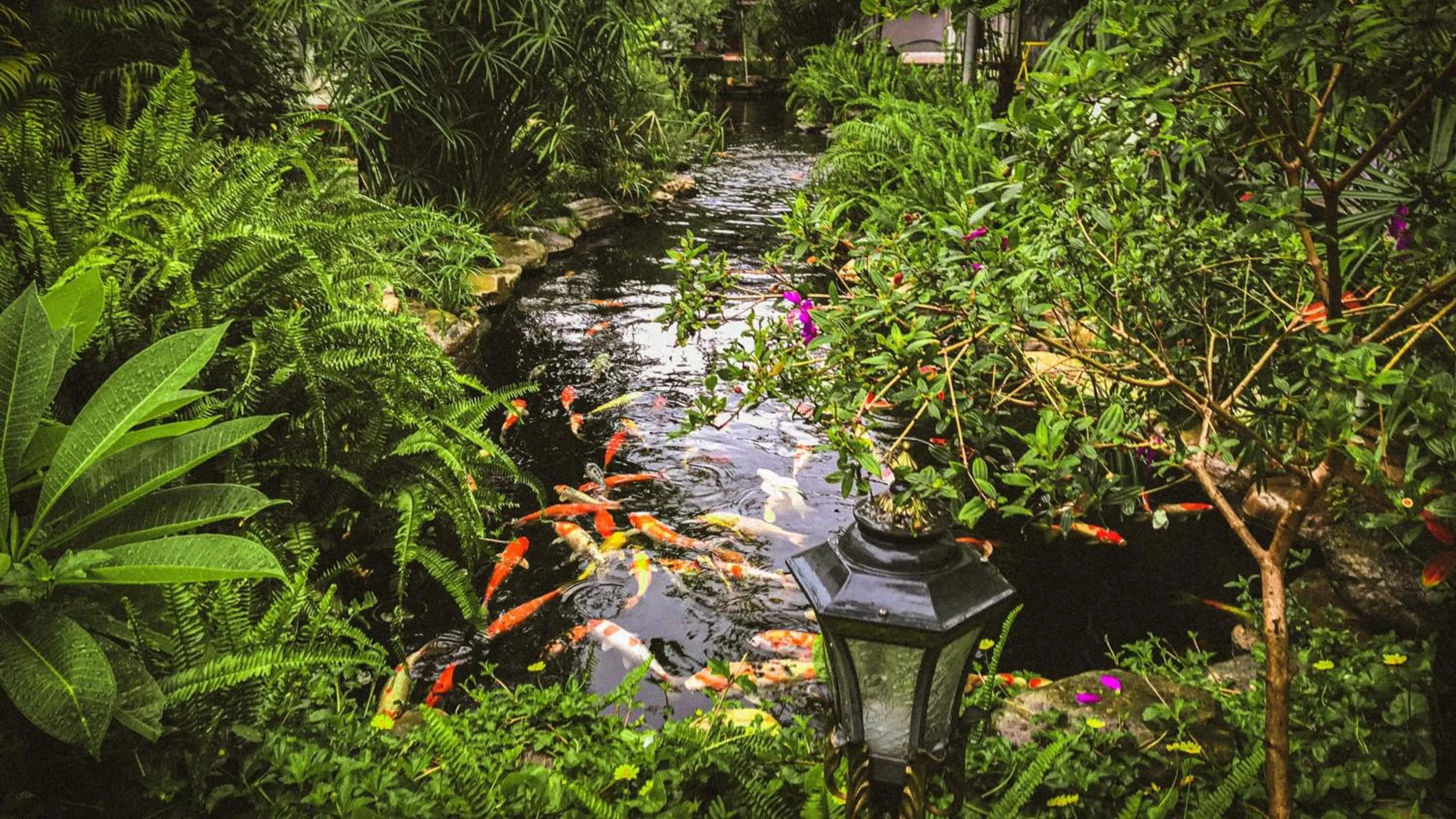 Garden view in Window Homestay