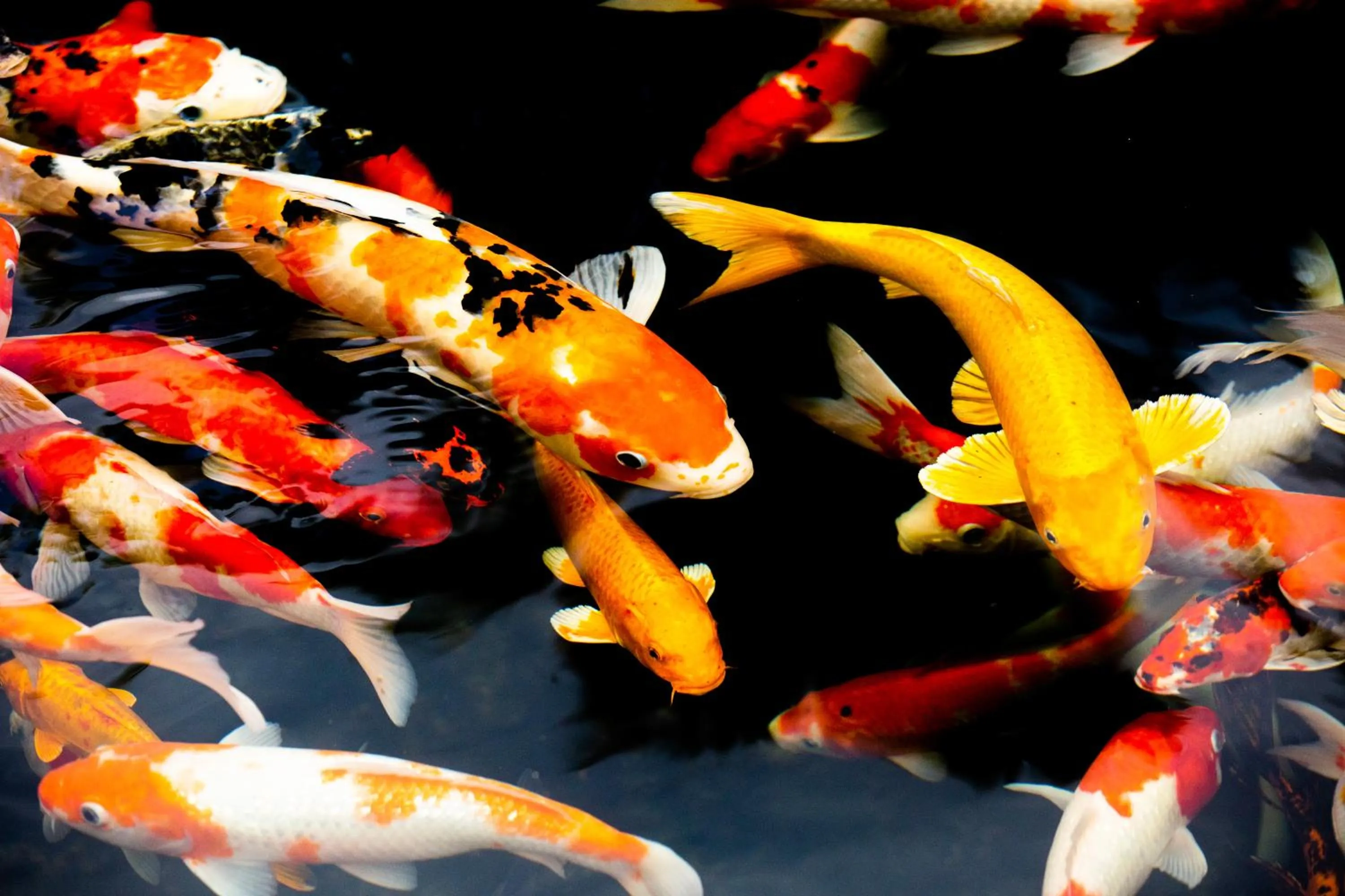 Fishing in Window Homestay