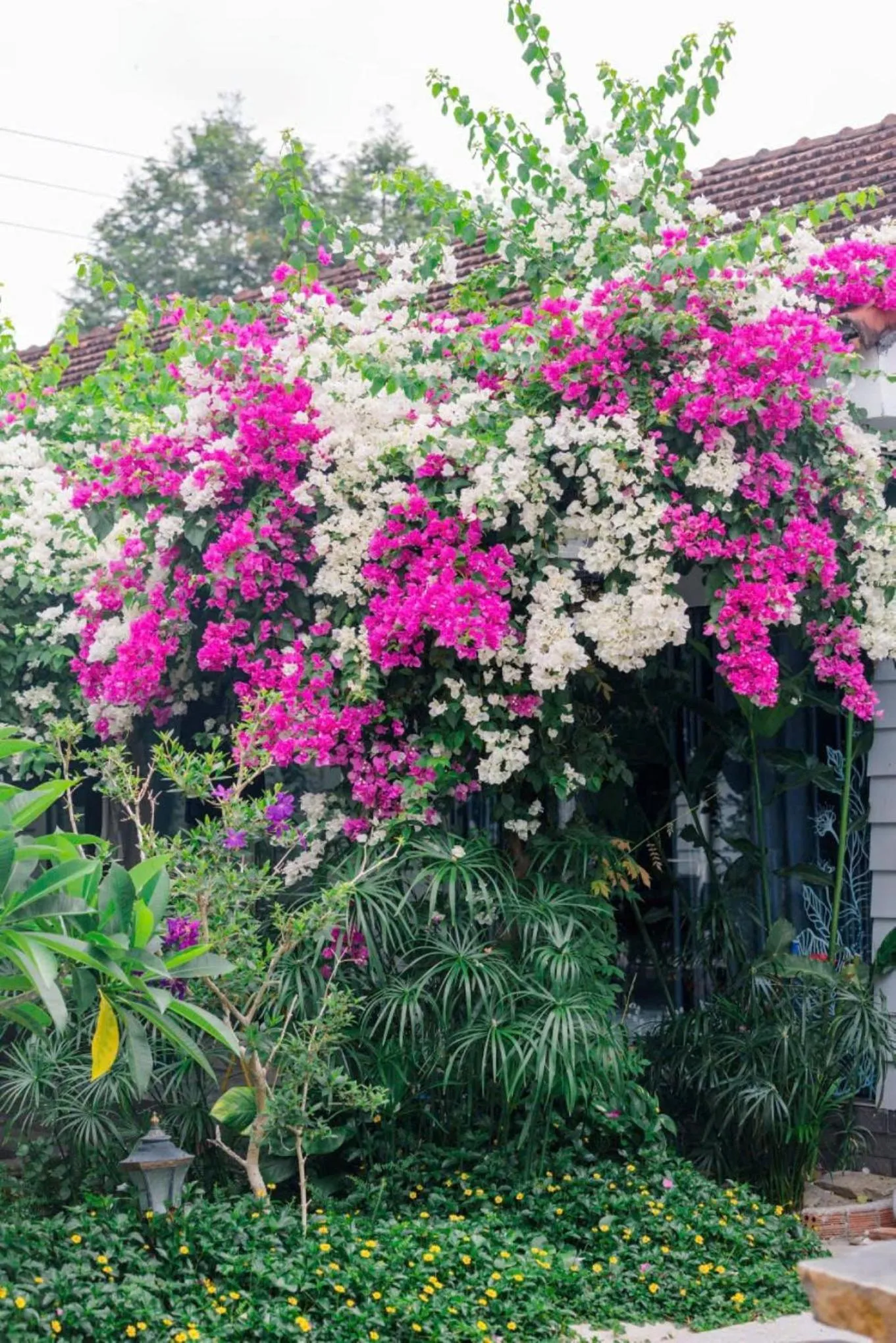 Garden in Window Homestay