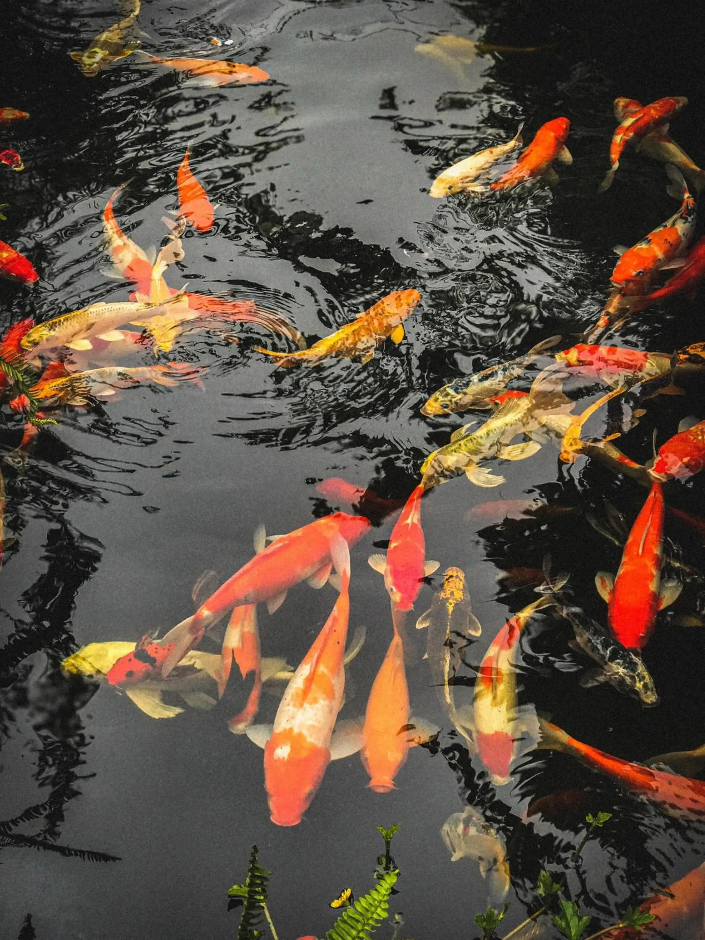 Natural landscape in Window Homestay