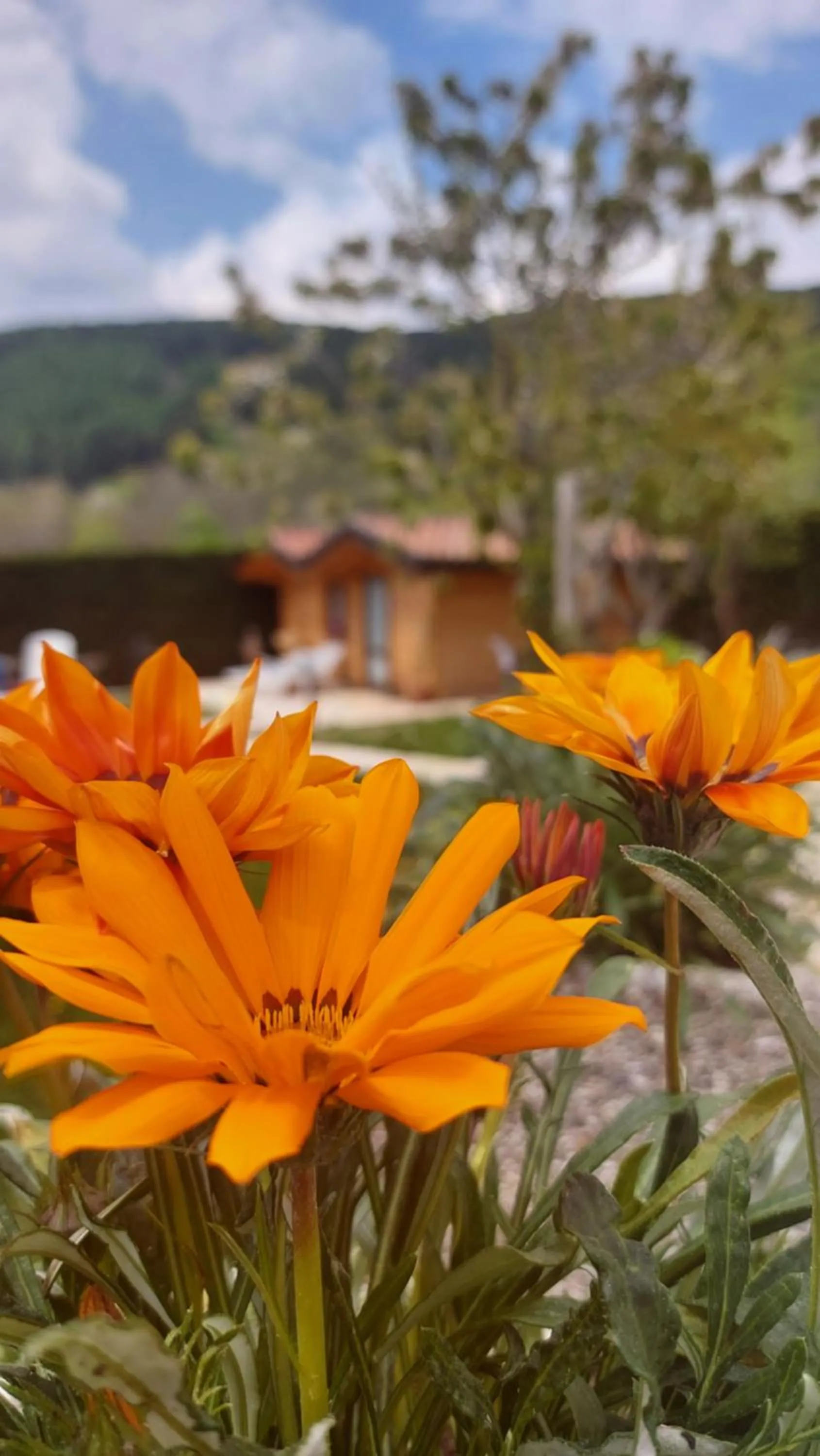 Garden view in B&B Stella Alpina