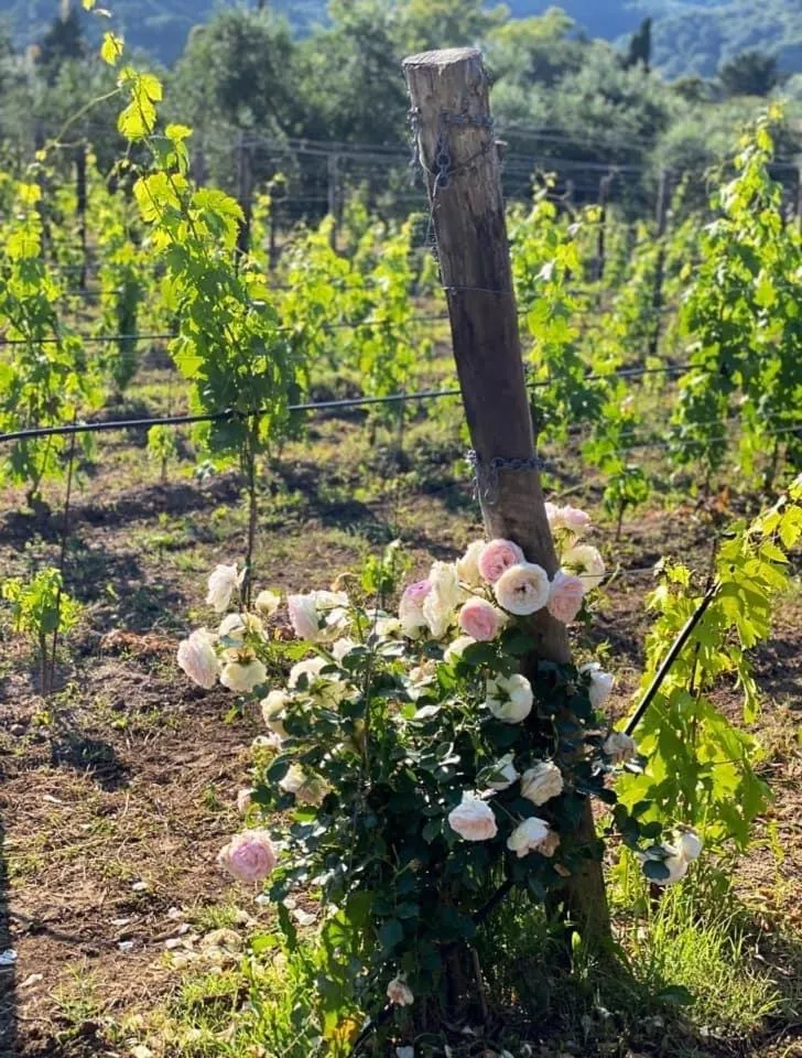 Casale Caterina Agriresort