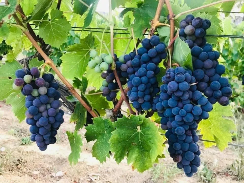 Casale Caterina Agriresort