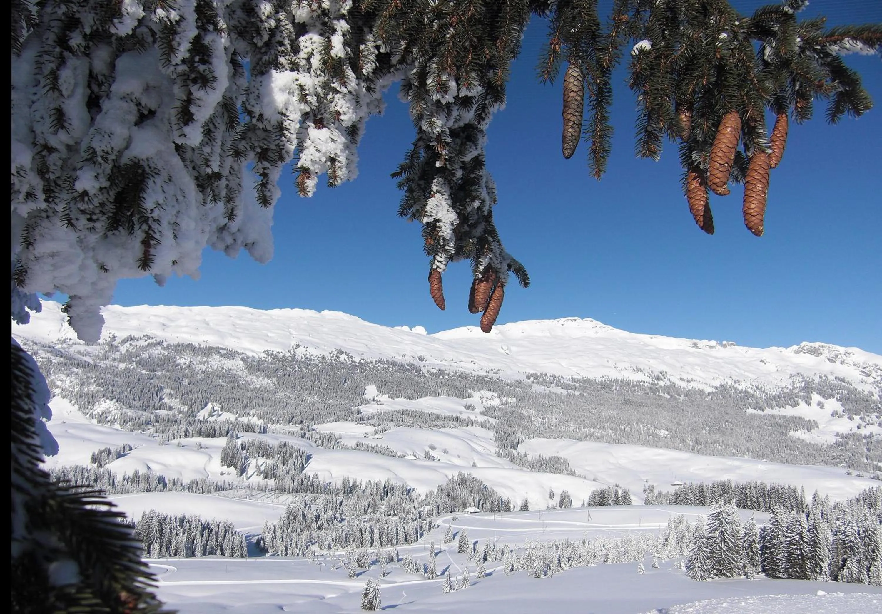 Area and facilities in Hotel Rischli