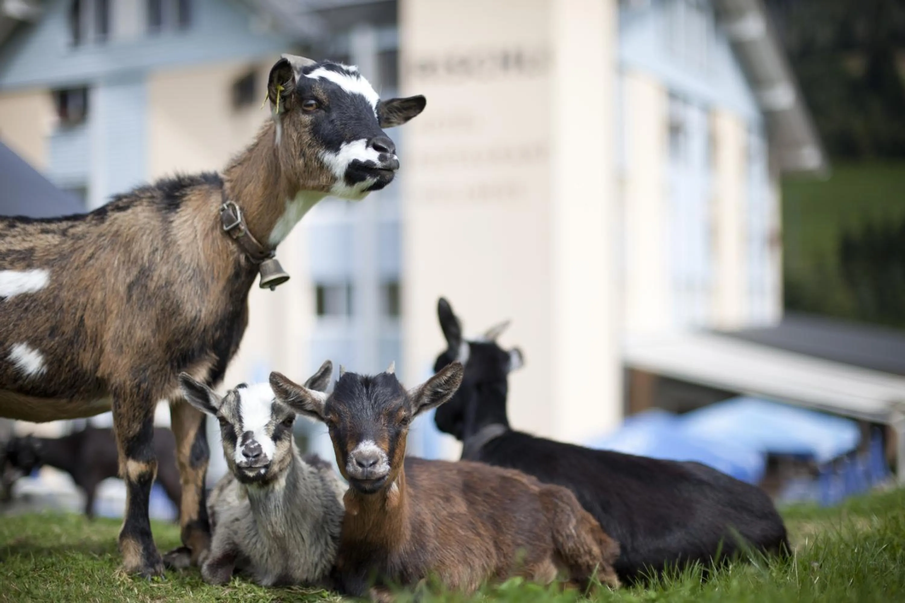 Garden in Hotel Rischli
