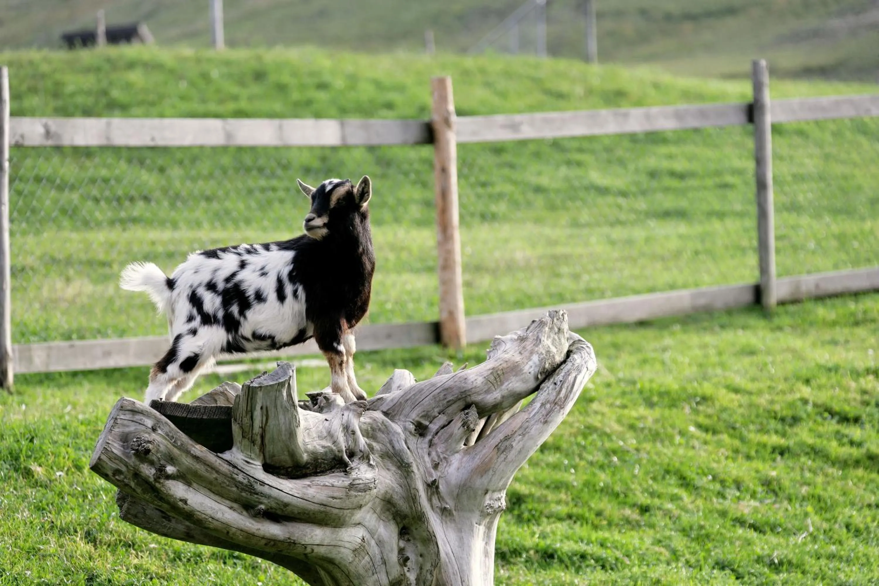 Animals in Hotel Rischli