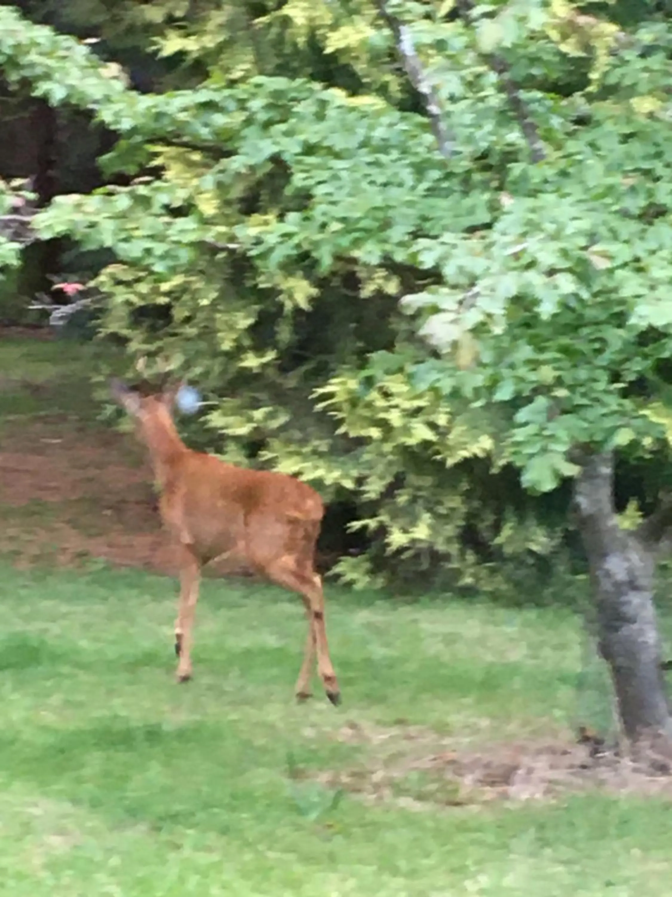 Woodland Cabin With private Wood-Fired Hot-Tub