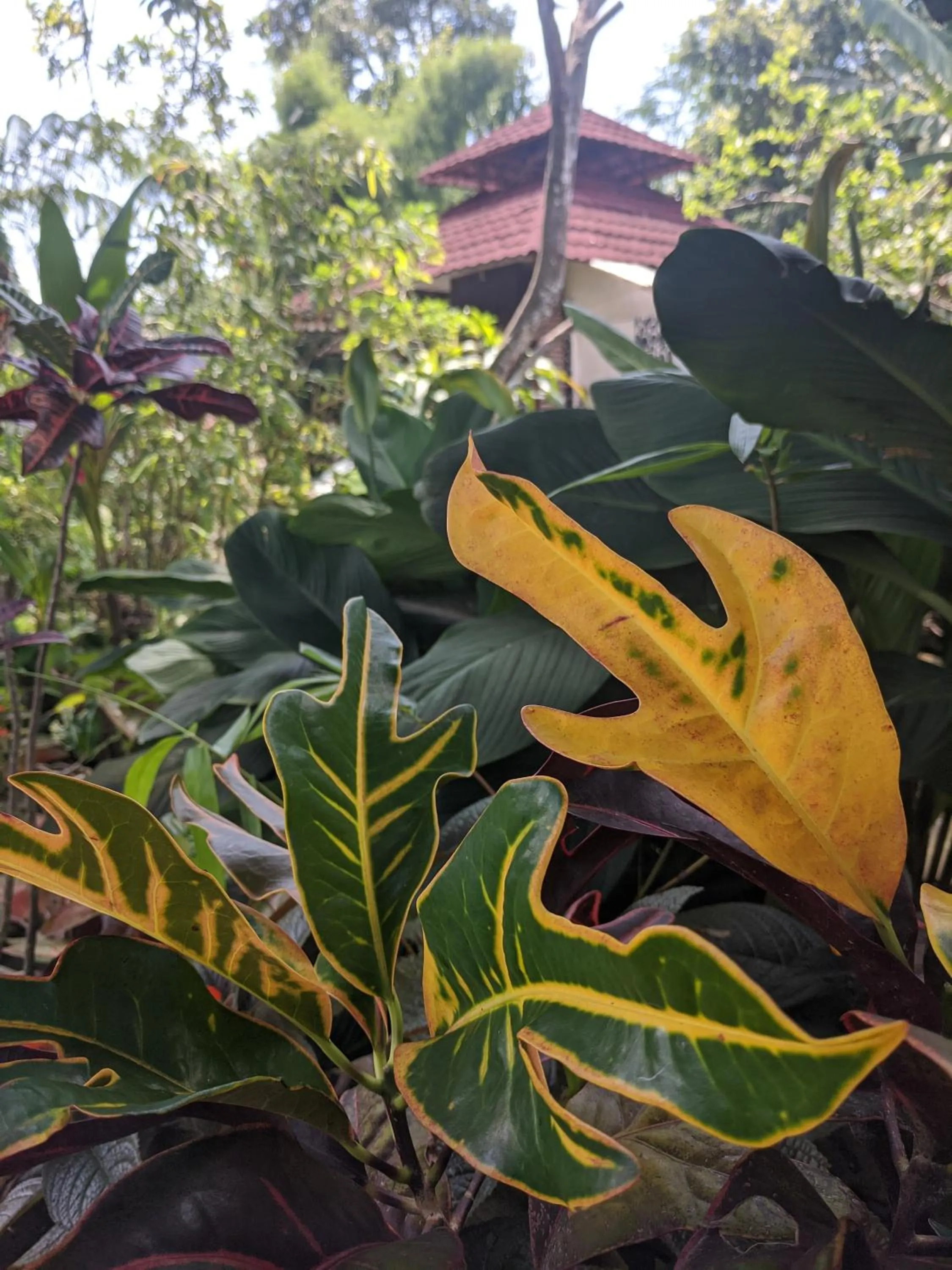 Garden in RedDoorz At Jalan Raya Baturaden