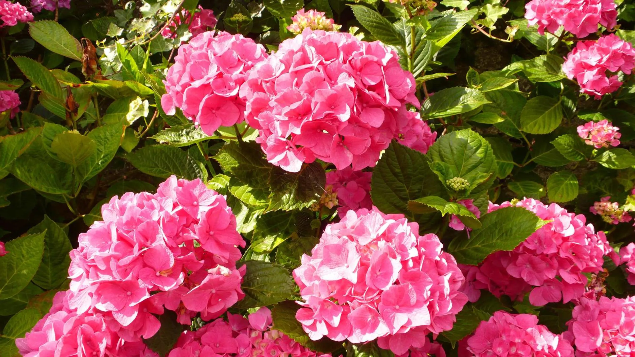 Garden in Villa Mons