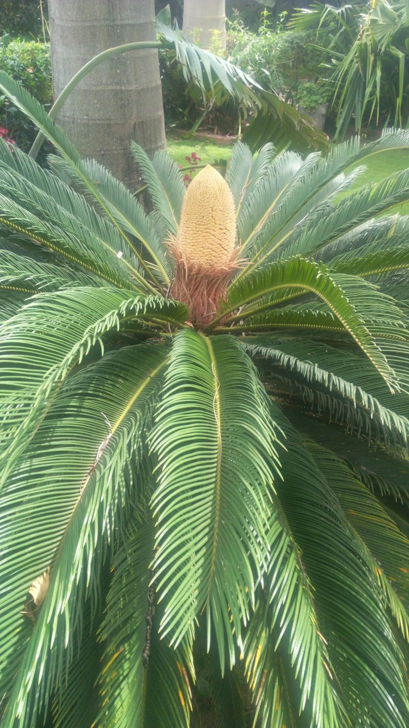 Garden in New Charity Hotel International