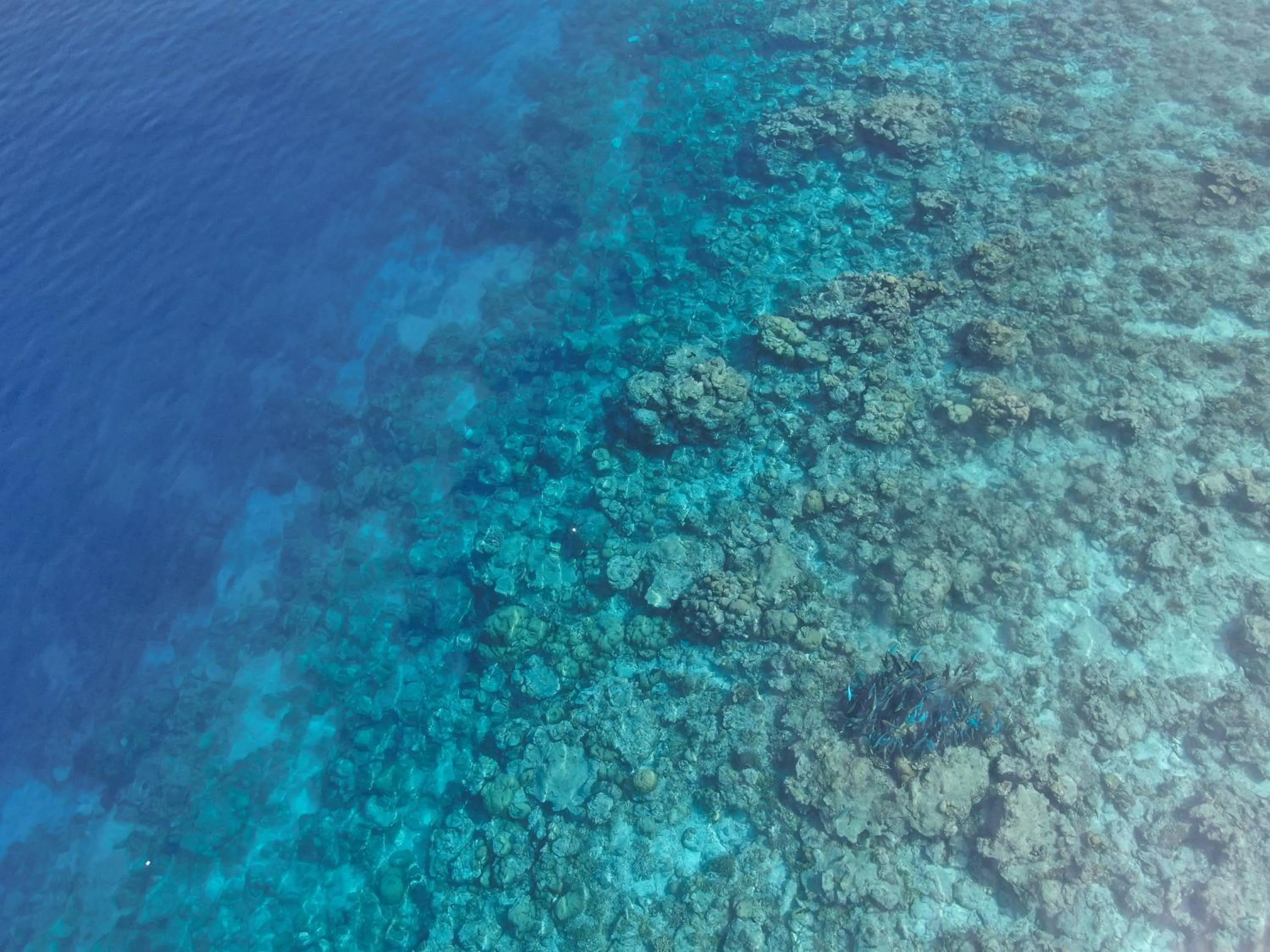 Snorkeling in Thoddoo Island Life