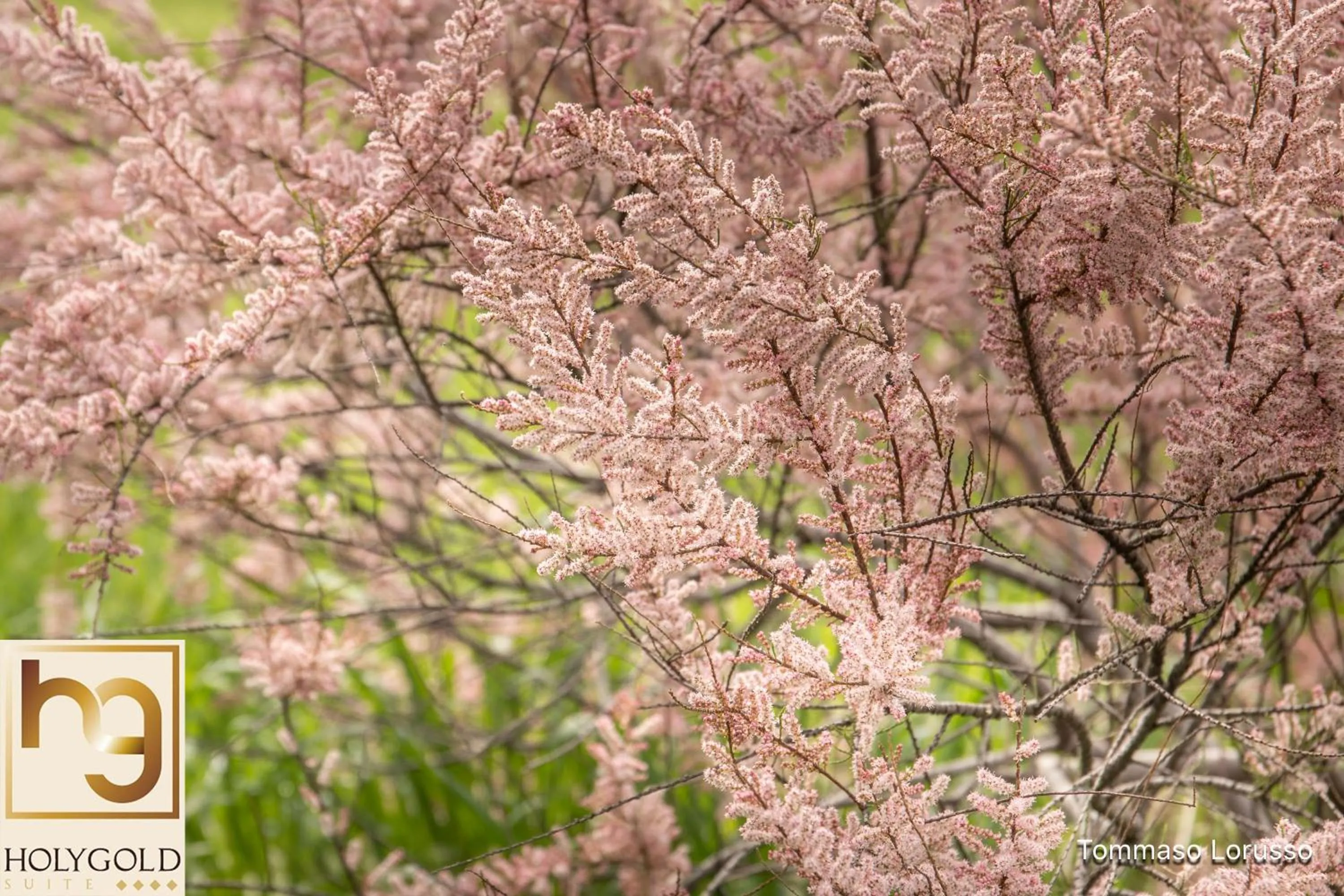 Natural landscape in HOLYGOLD Suite ****