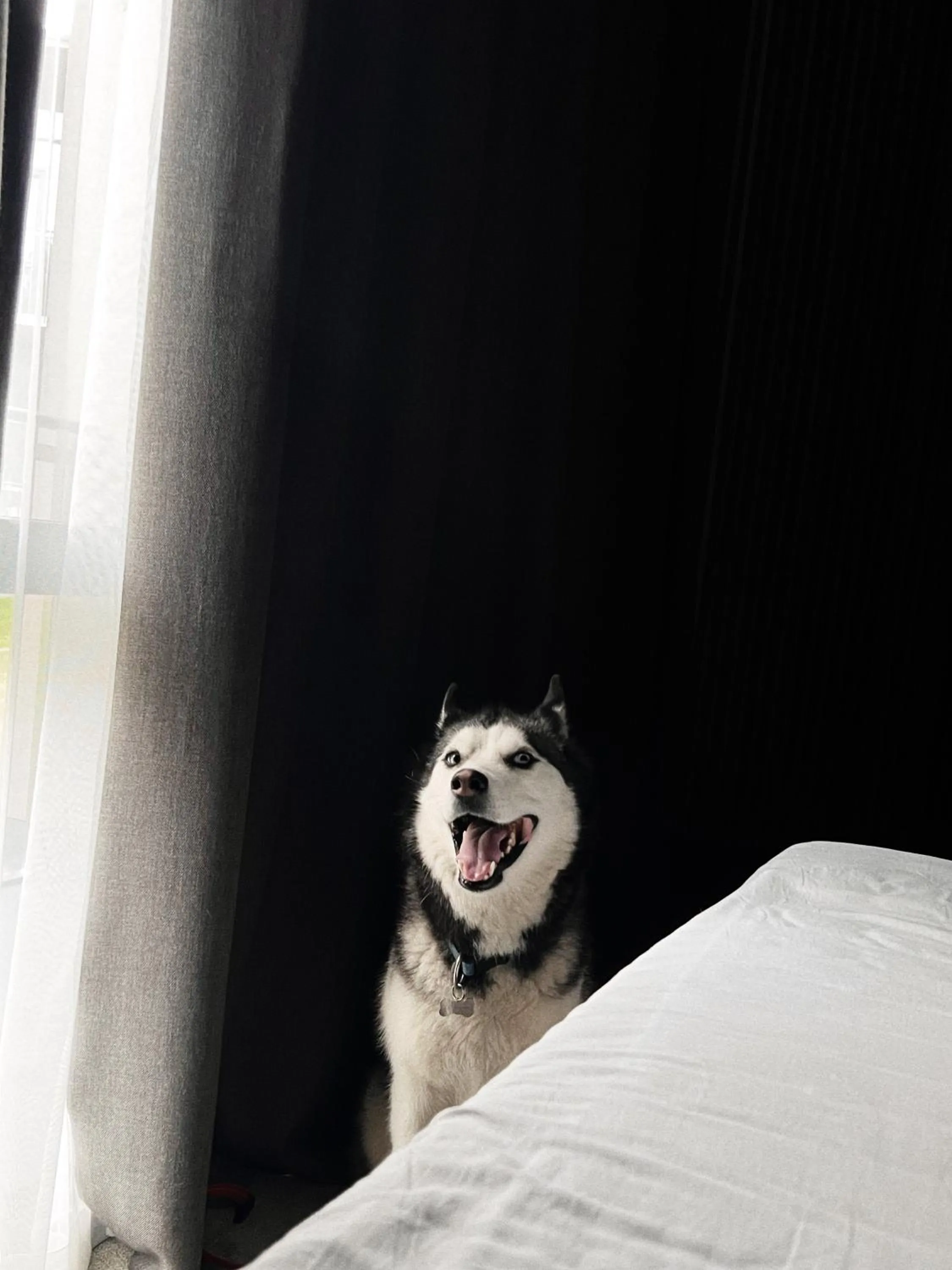 Pets in Mana Sleep & Spa