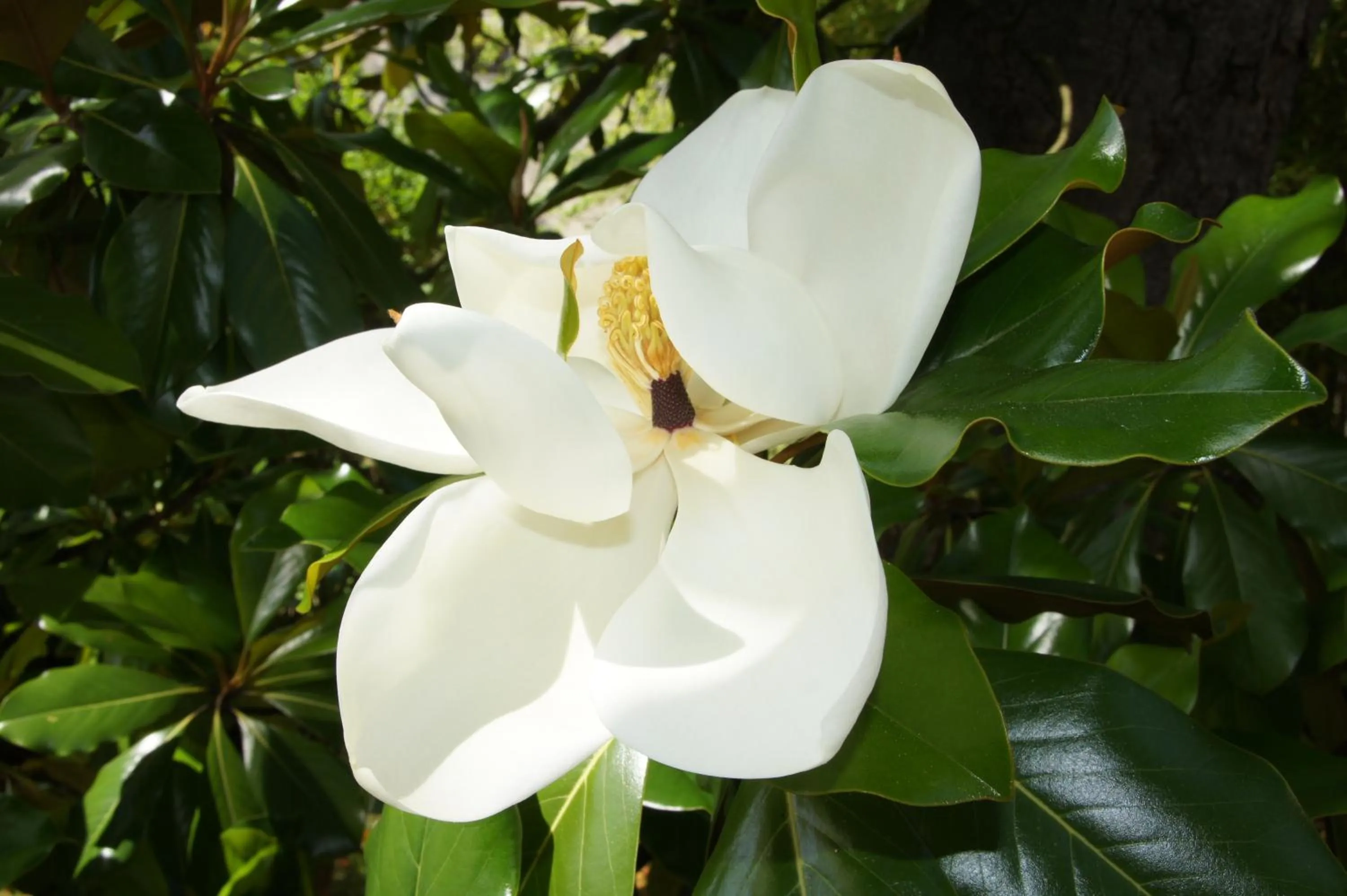 Garden in Le Clos de La Muse