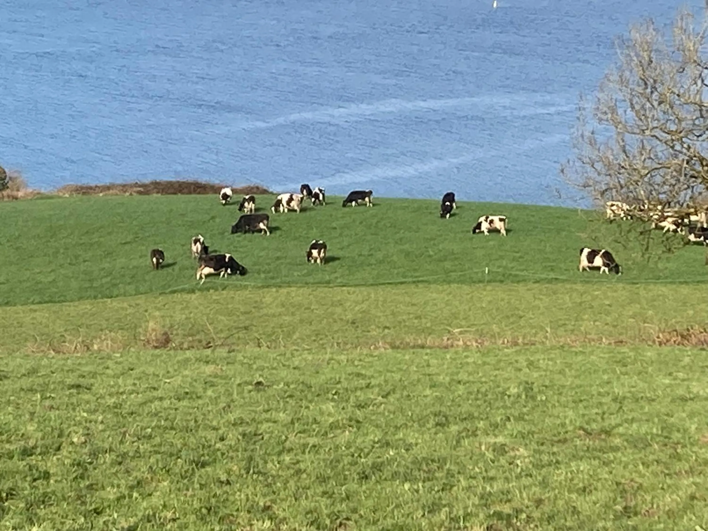 Spring in Dromcloc House