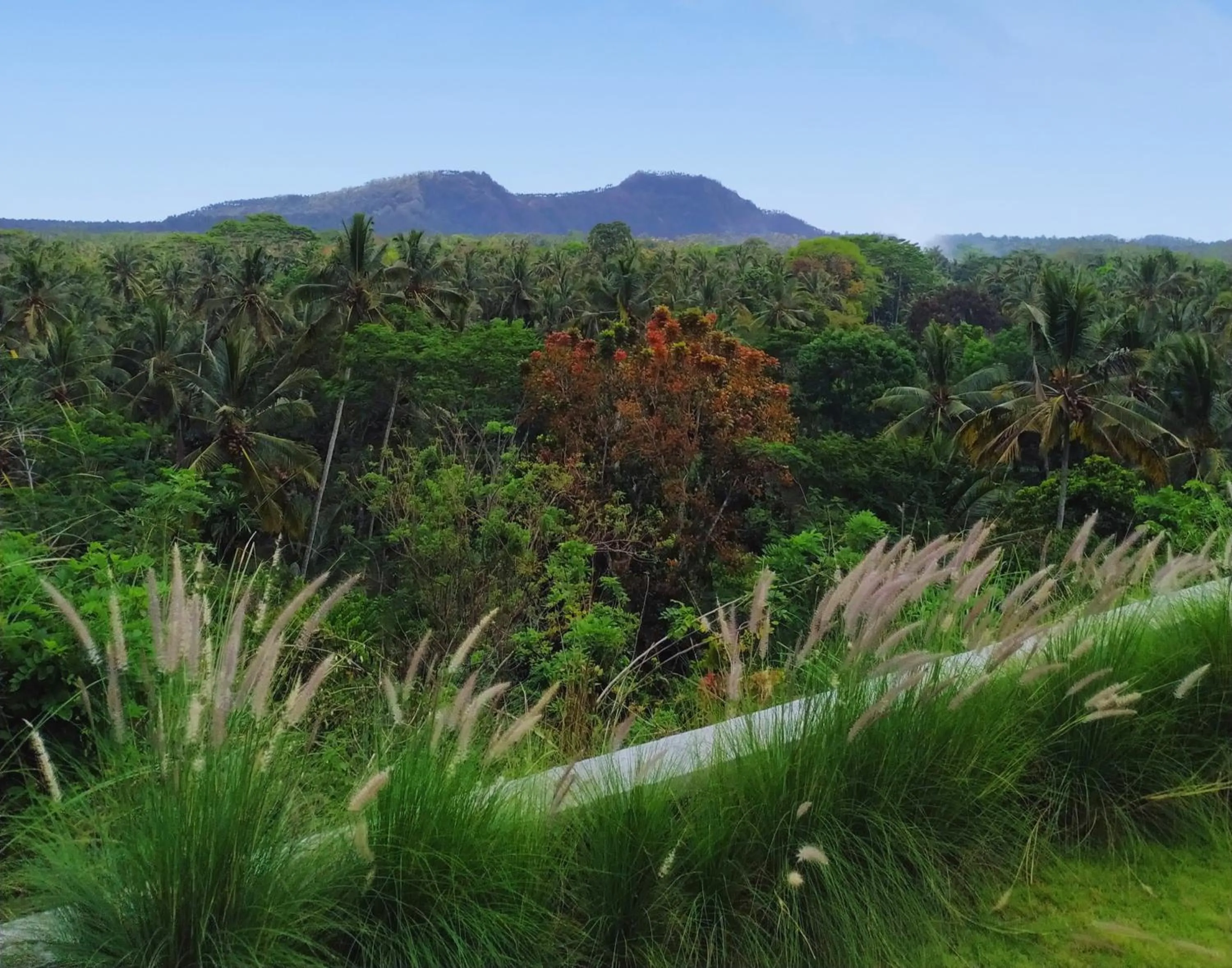 Natural landscape in Palmterrace