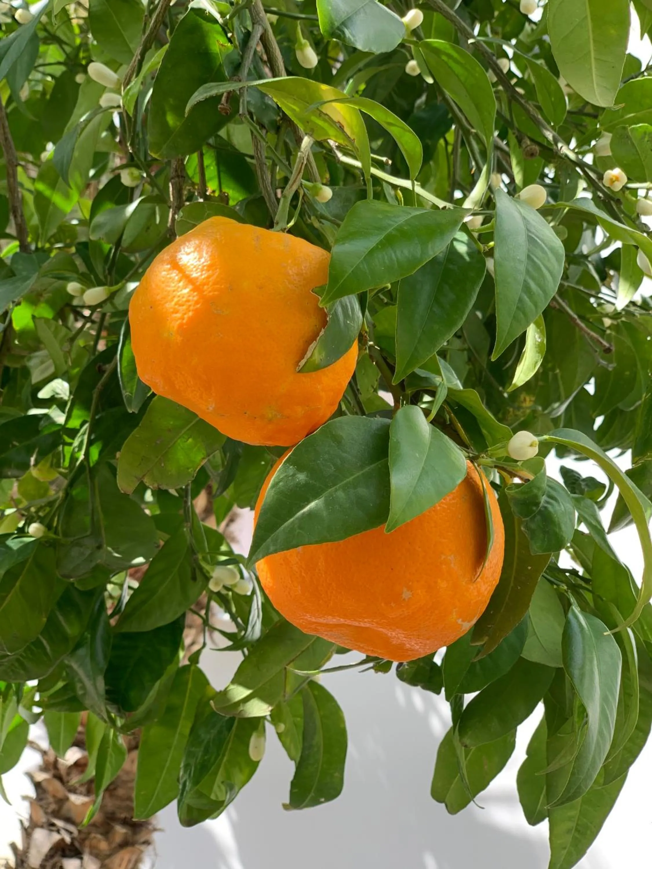 Property building in Villa Cettina Boutique Hotel