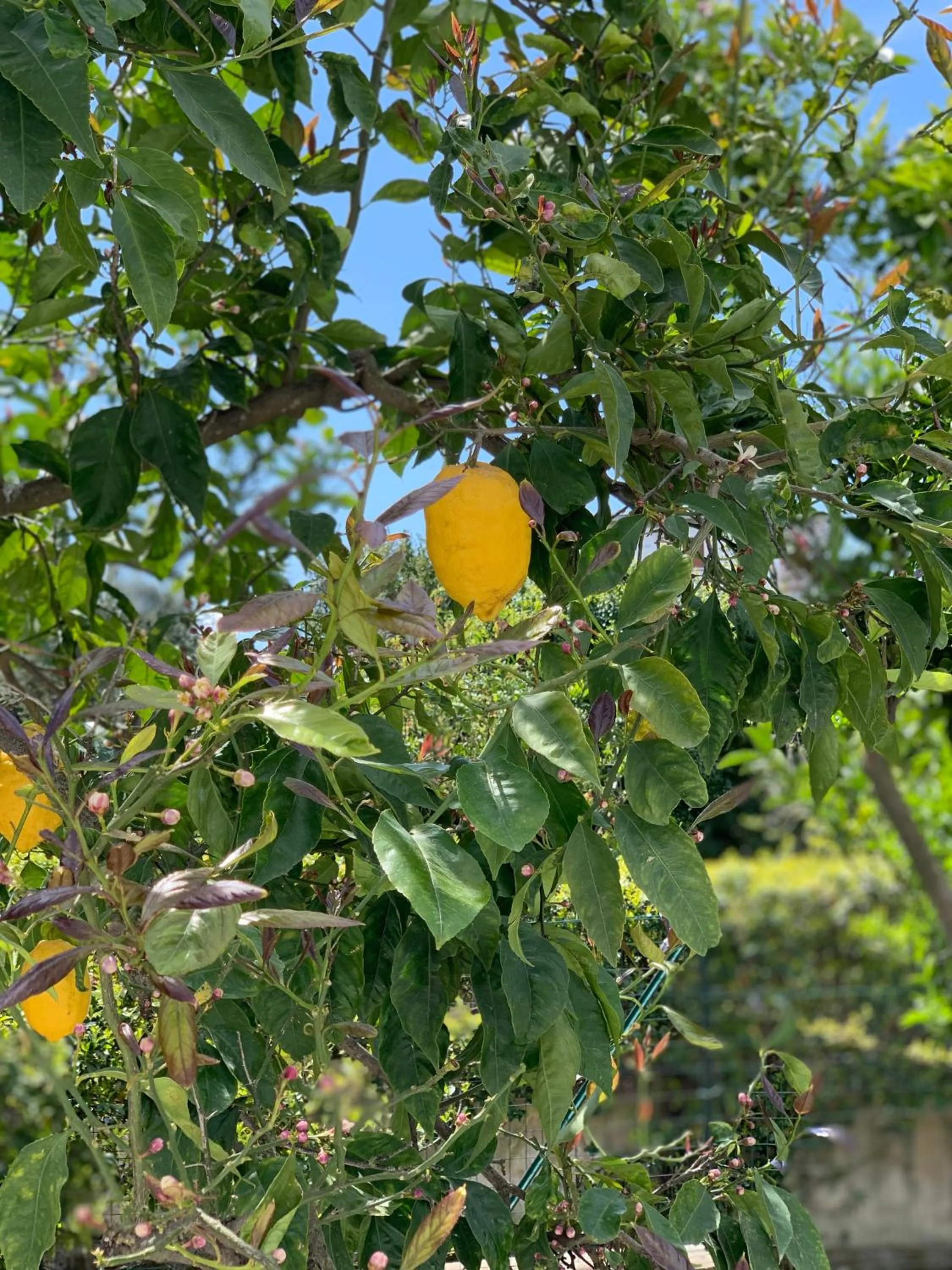 Garden in Villa Cettina Boutique Hotel