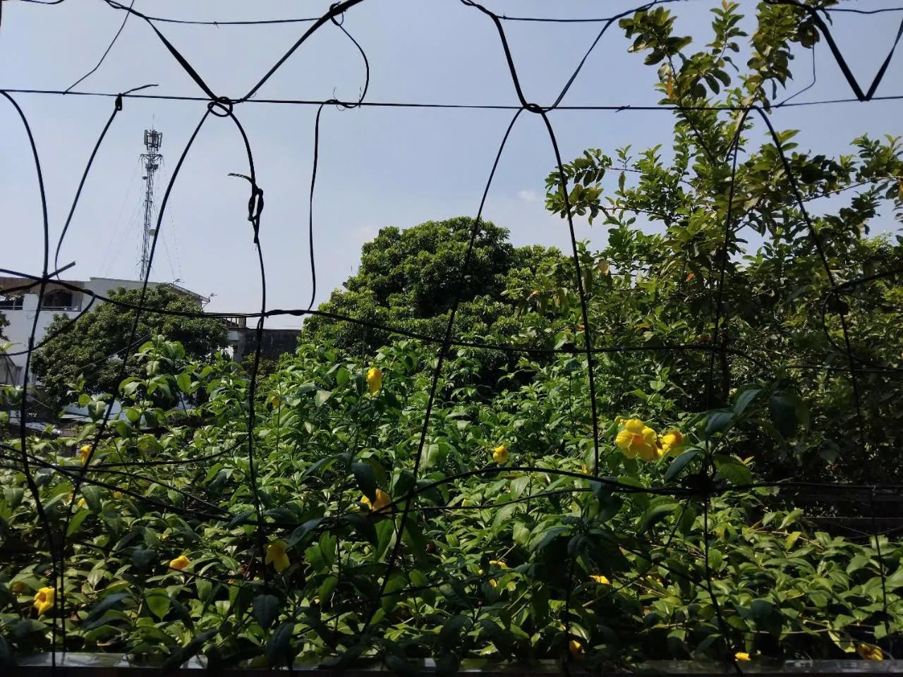 Garden view in Green Space Homestay