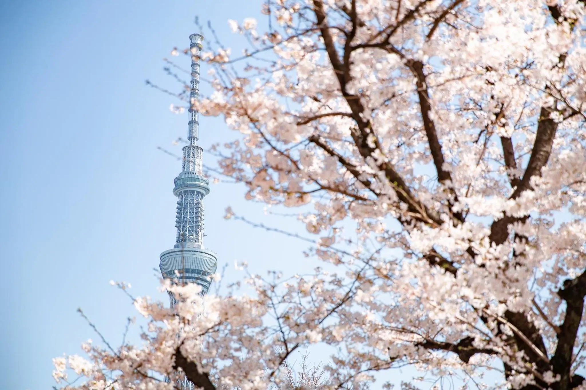 Spring in Asakusa Kokono Club Hotel