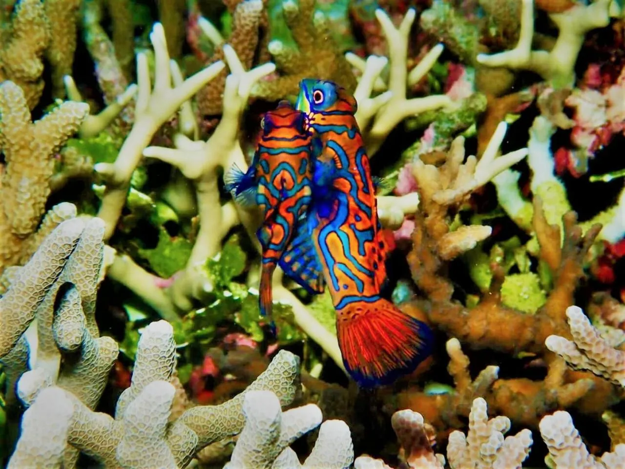 Apo Diver Beach Resort