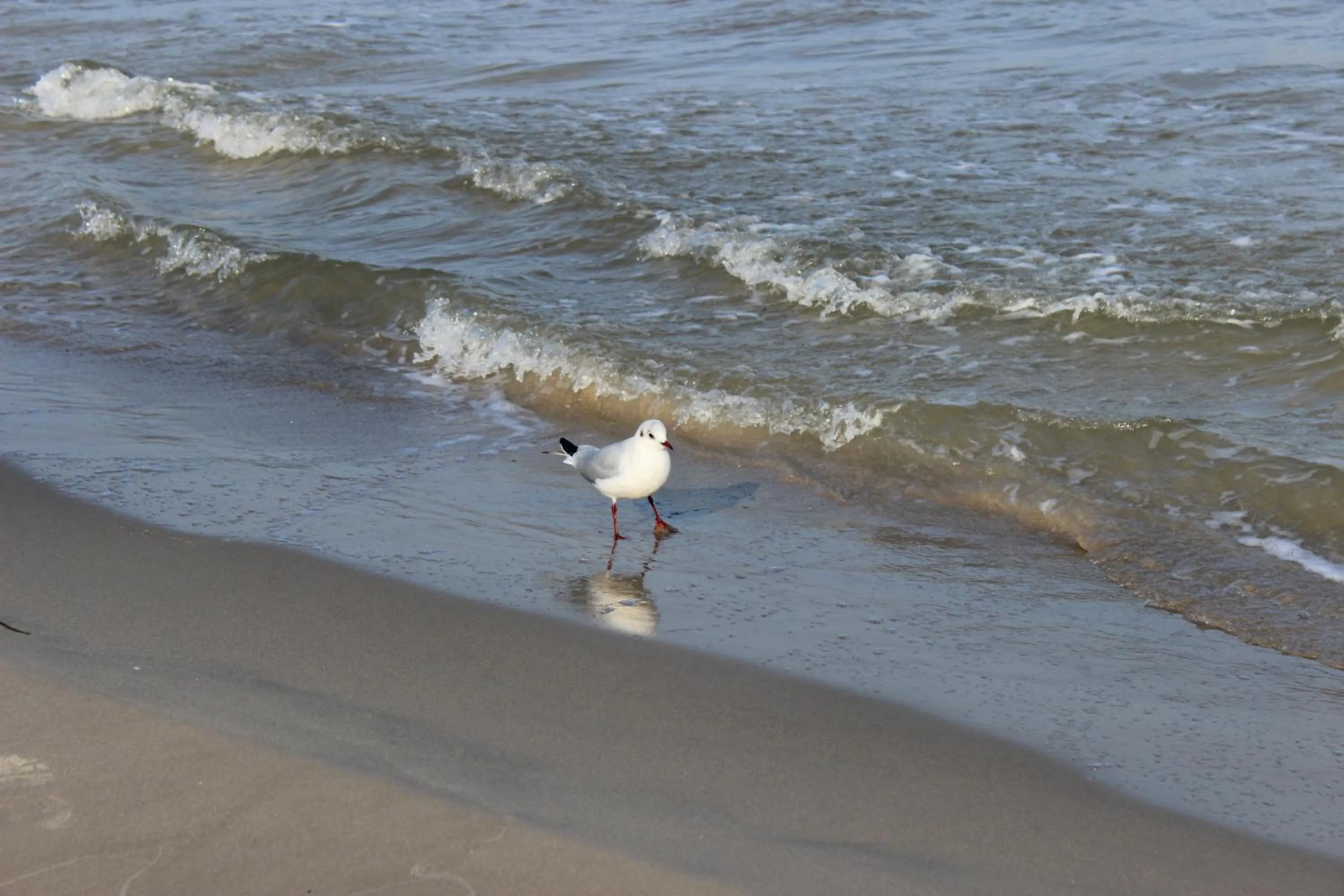 Beach in Hotel Villa Subklew