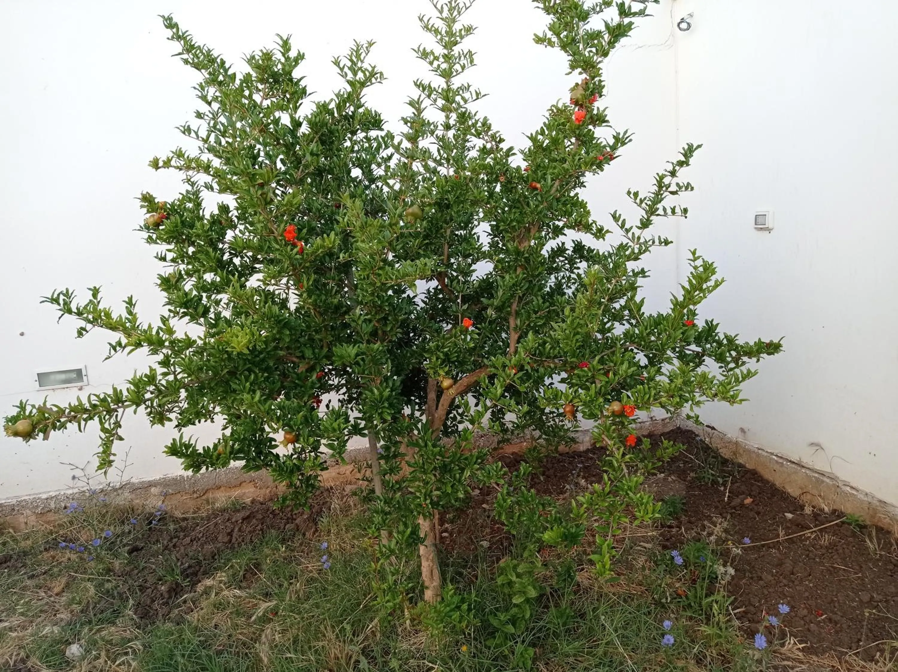 Garden in Il Negramaro