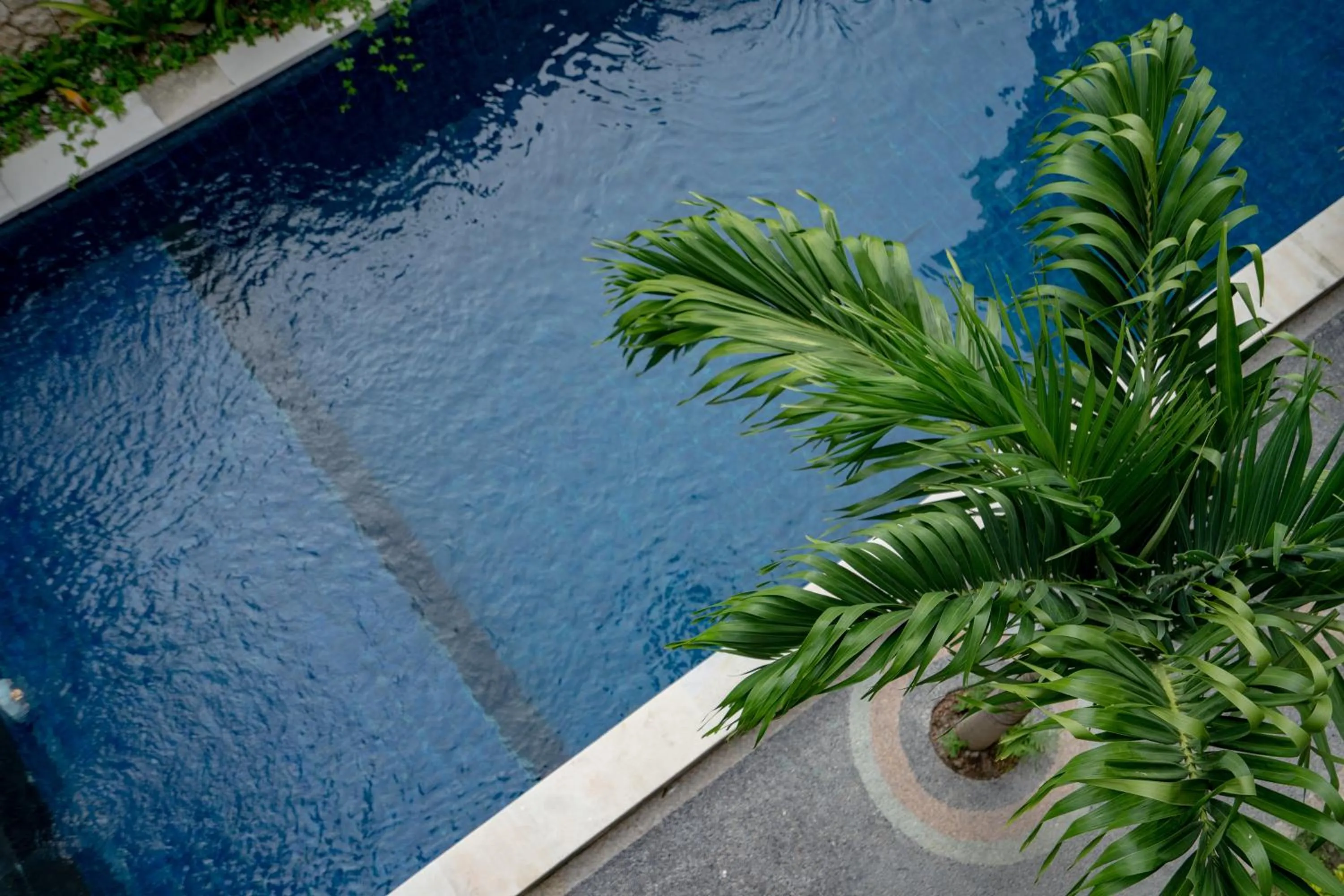 Swimming pool in The Pulau Bungalow