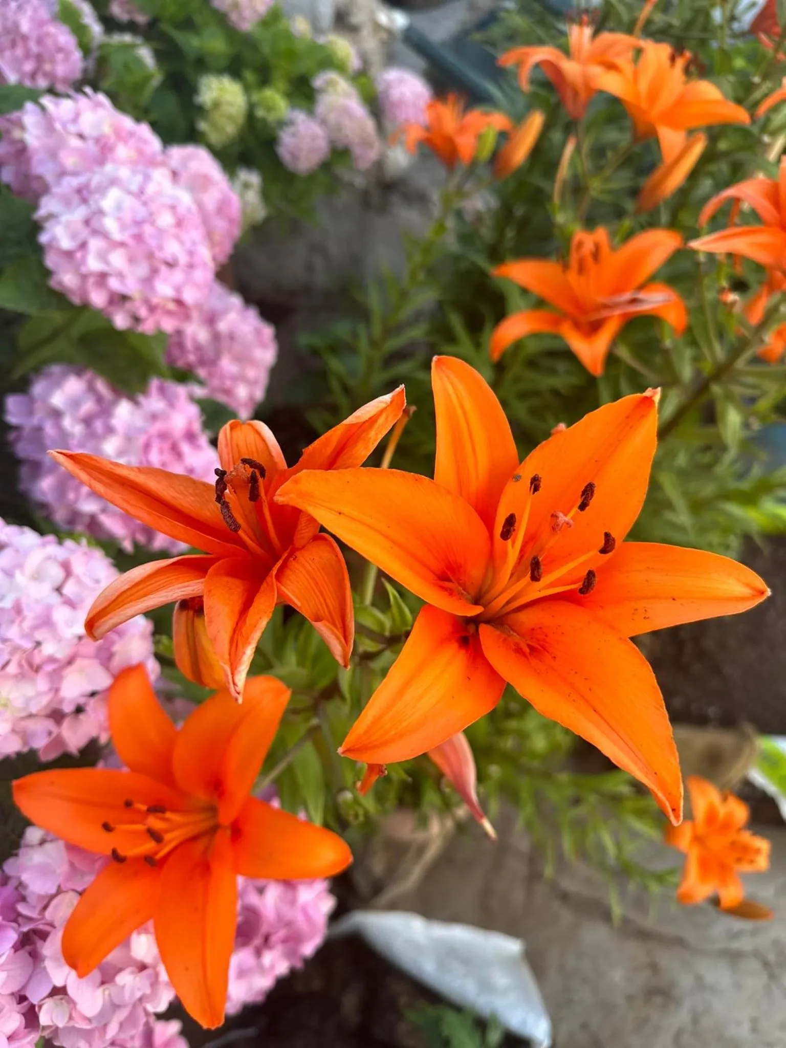 Spring in Dictamus Homes