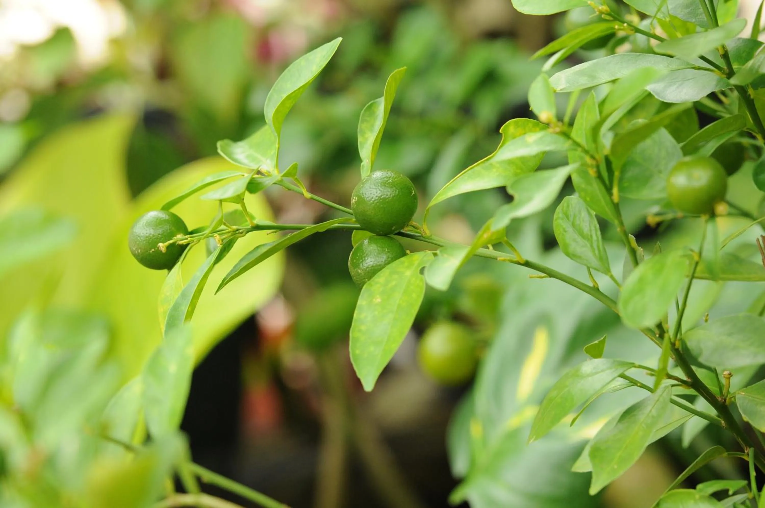 Natural landscape in Baantip Suantong