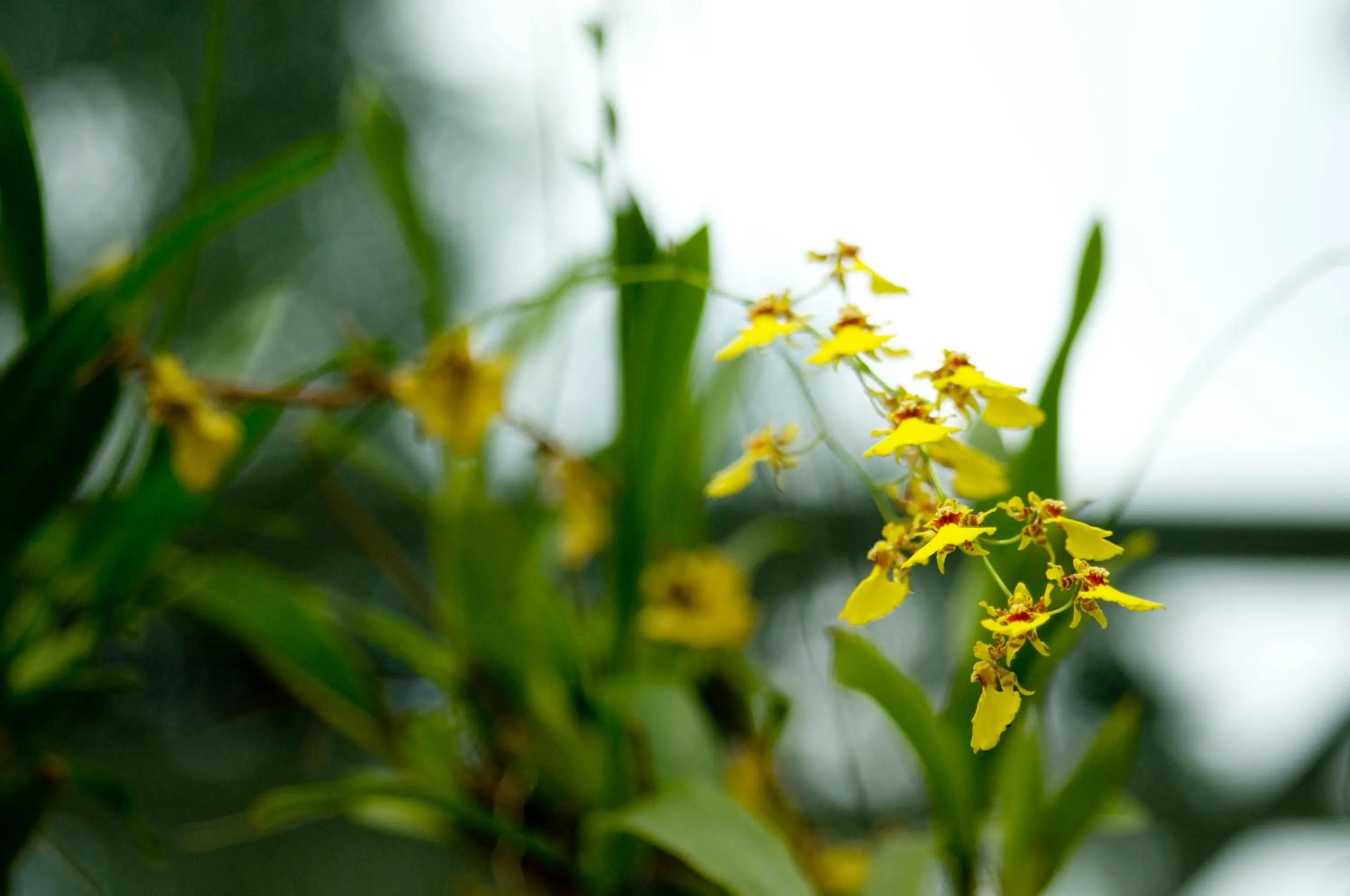 Natural landscape in Baantip Suantong
